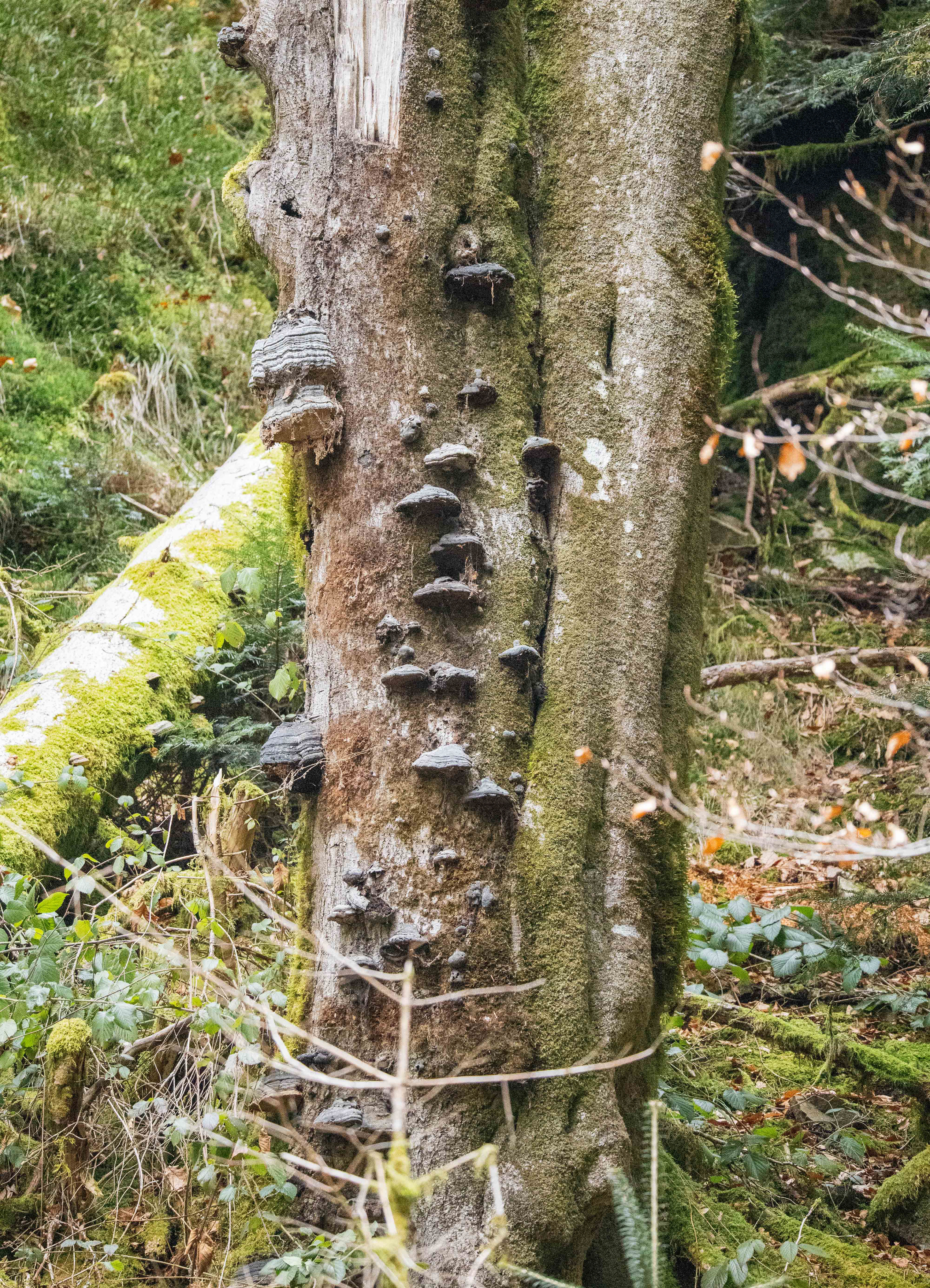 Normalerweise wenig beachtet, aber doch spannend, die ganzen Pilze.