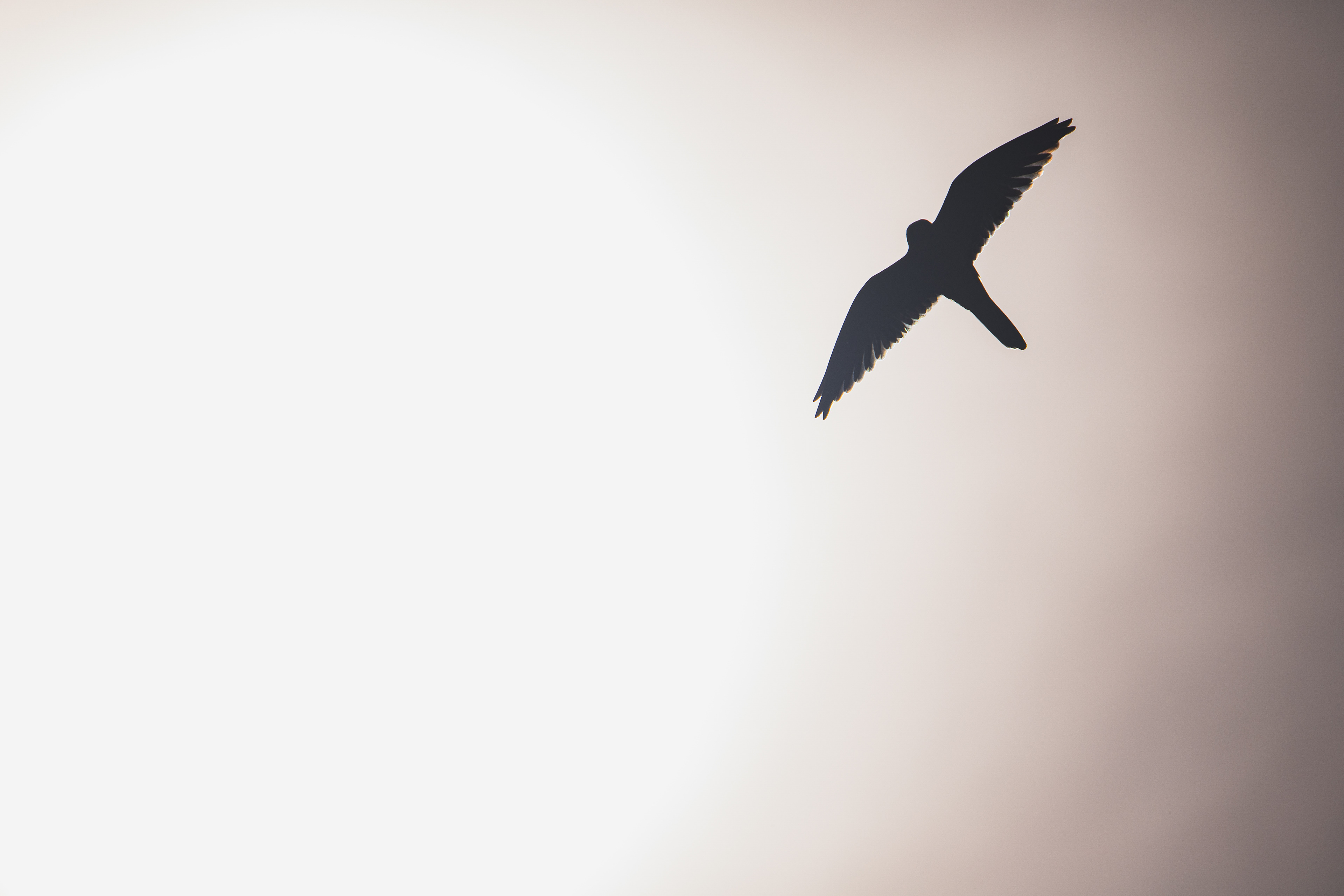 Turmfalke