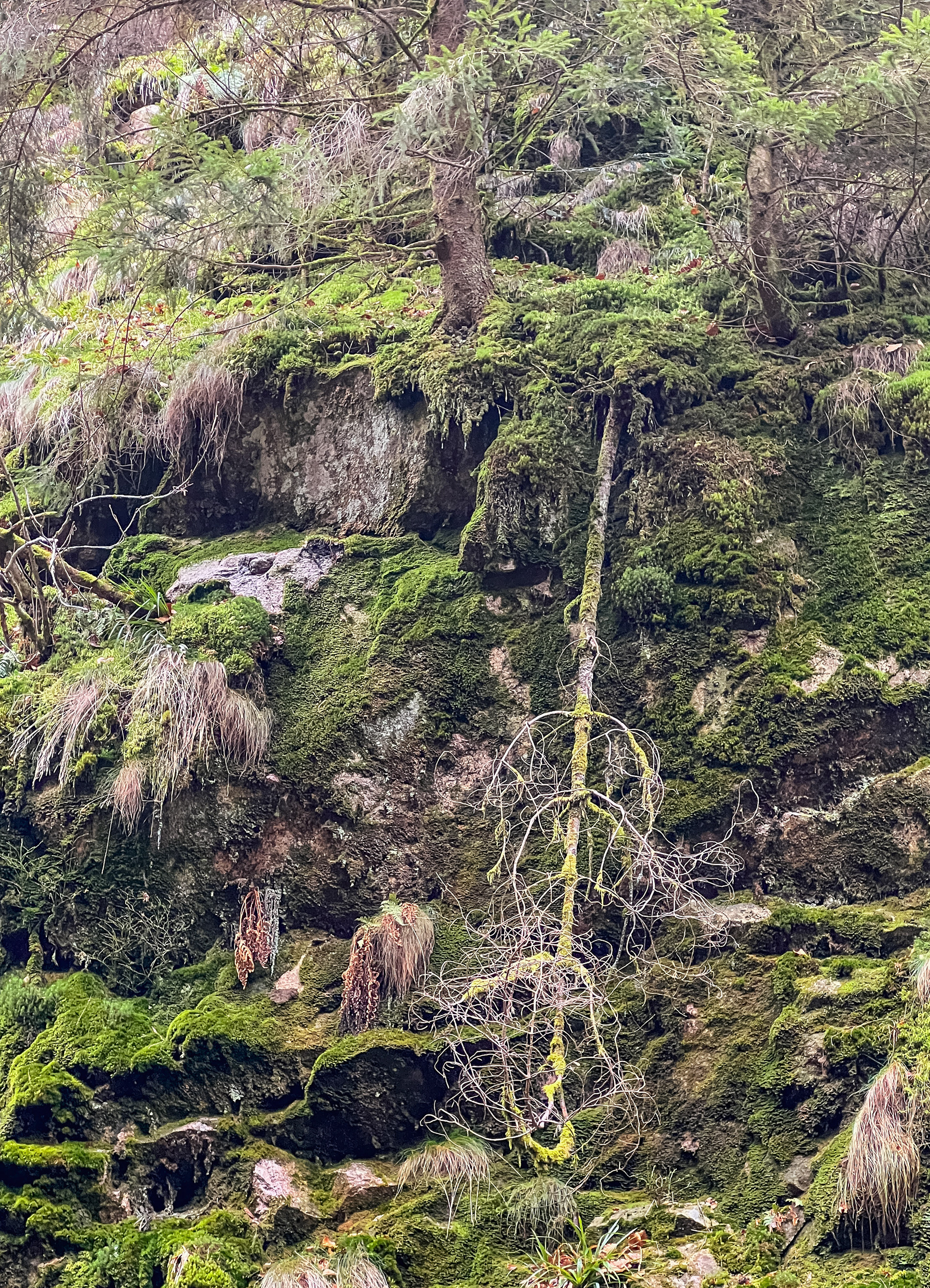 Ich soll aufhören zu wachsen, weil ich nach unten hänge? Nee, passt schon.