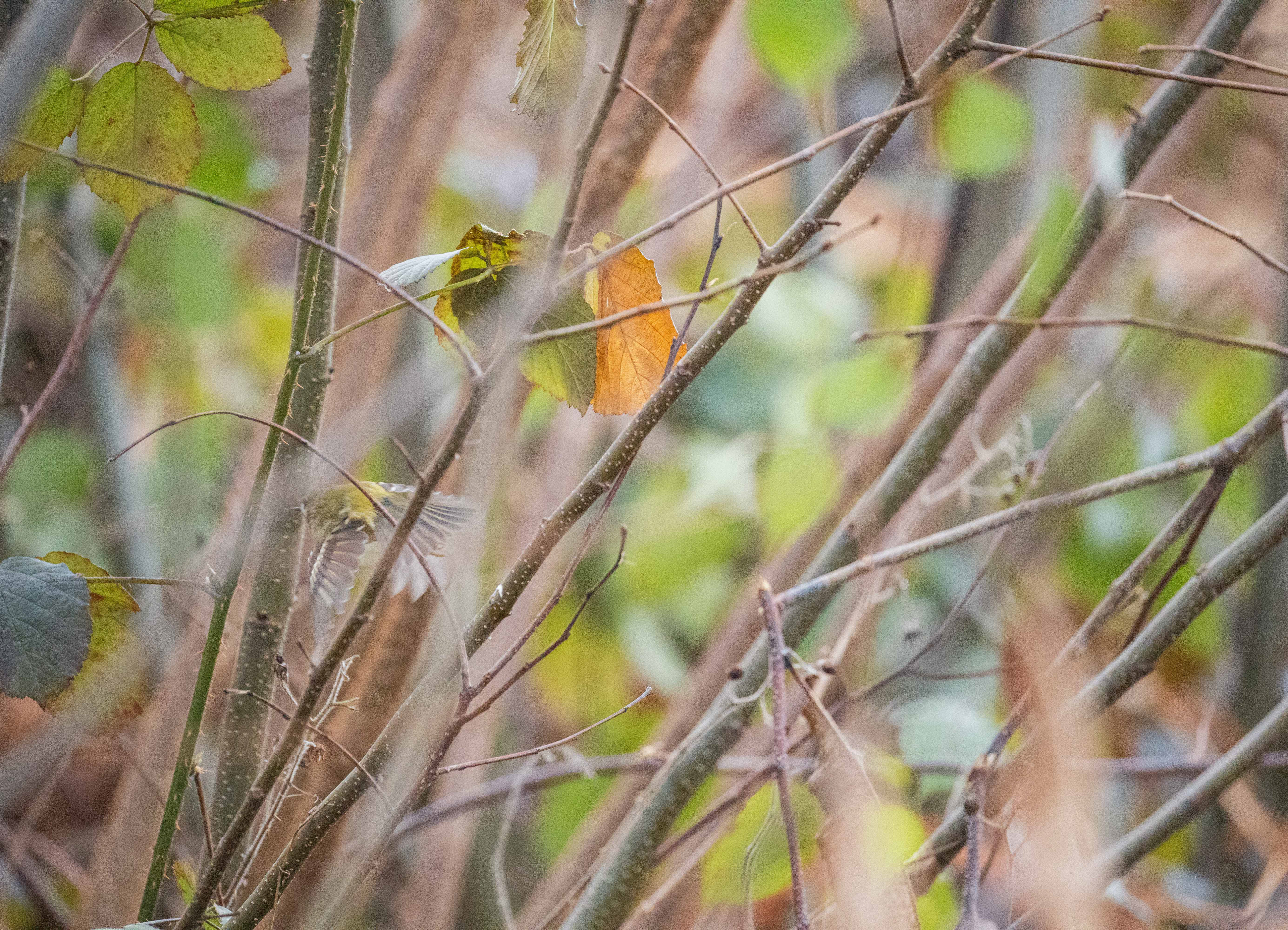 Eigentlich wollte ich einen Vogel fotografieren. Glaube ich.