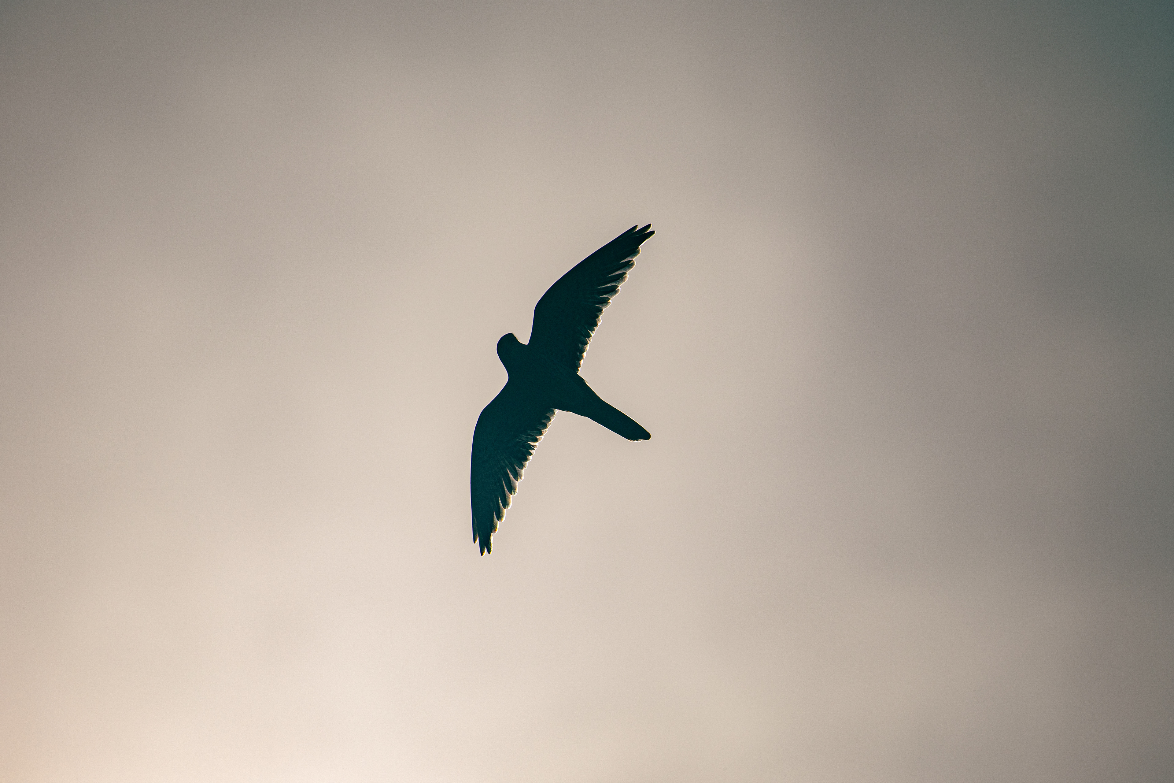 Turmfalke