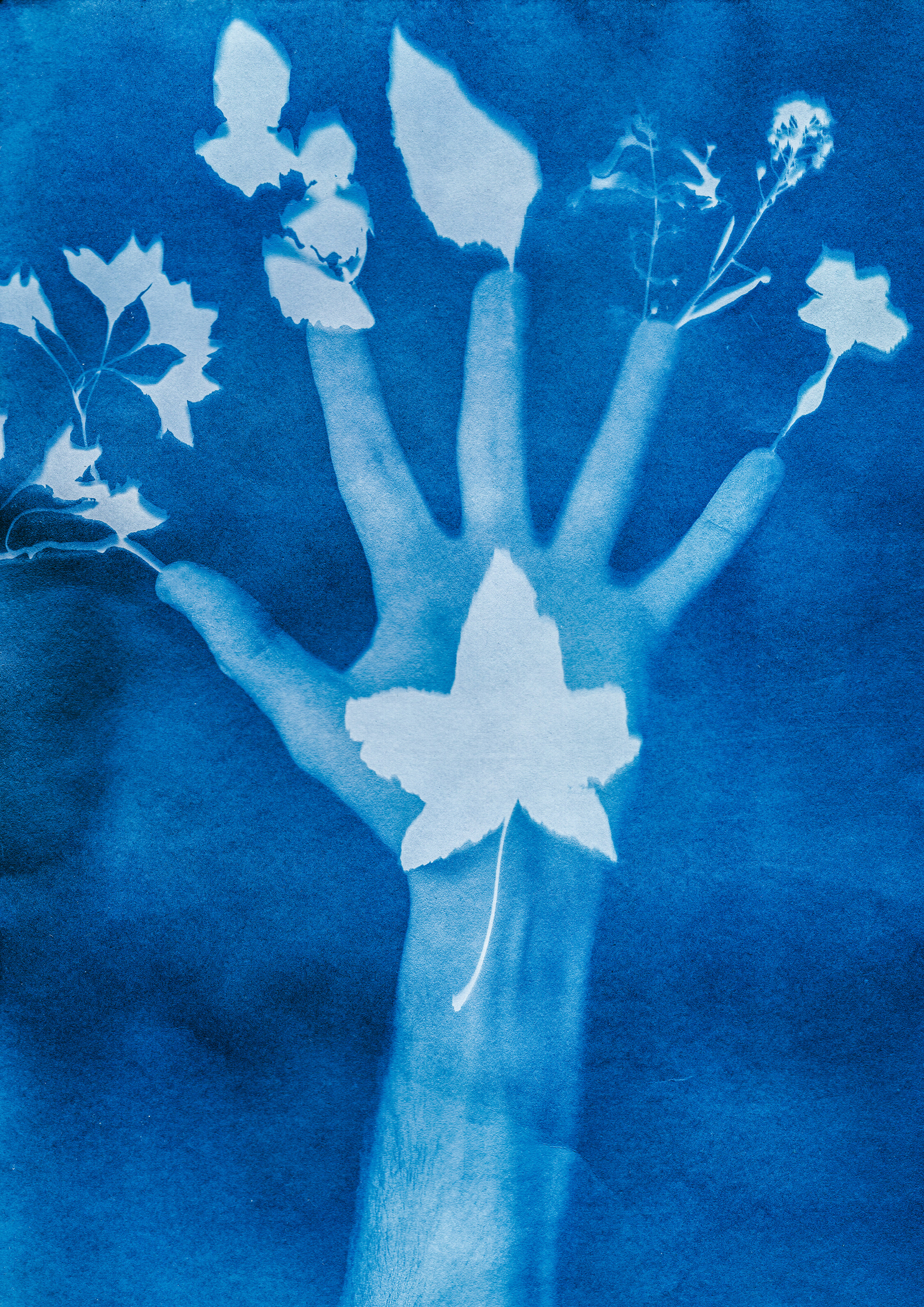"Roots" - Cyanotype #3 - Model: Michale Macdonald, 2023