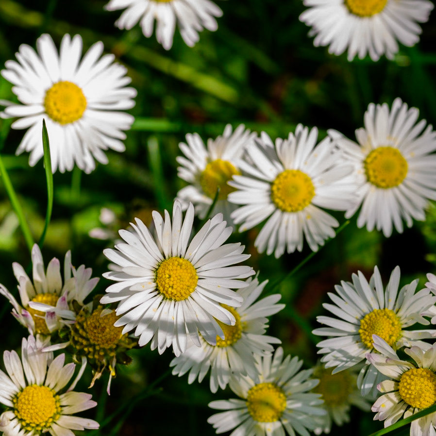 Daisies