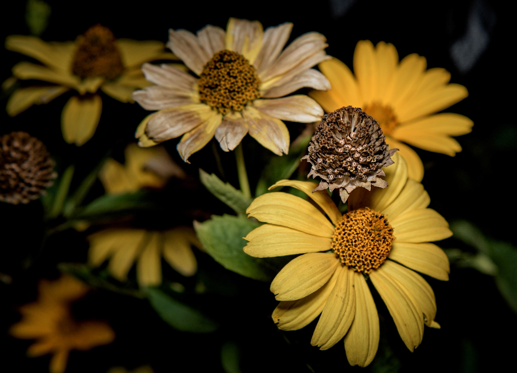 Don't know why, but these flowers facinate me. Possibly because they change so much during their life, and that they last a long time...