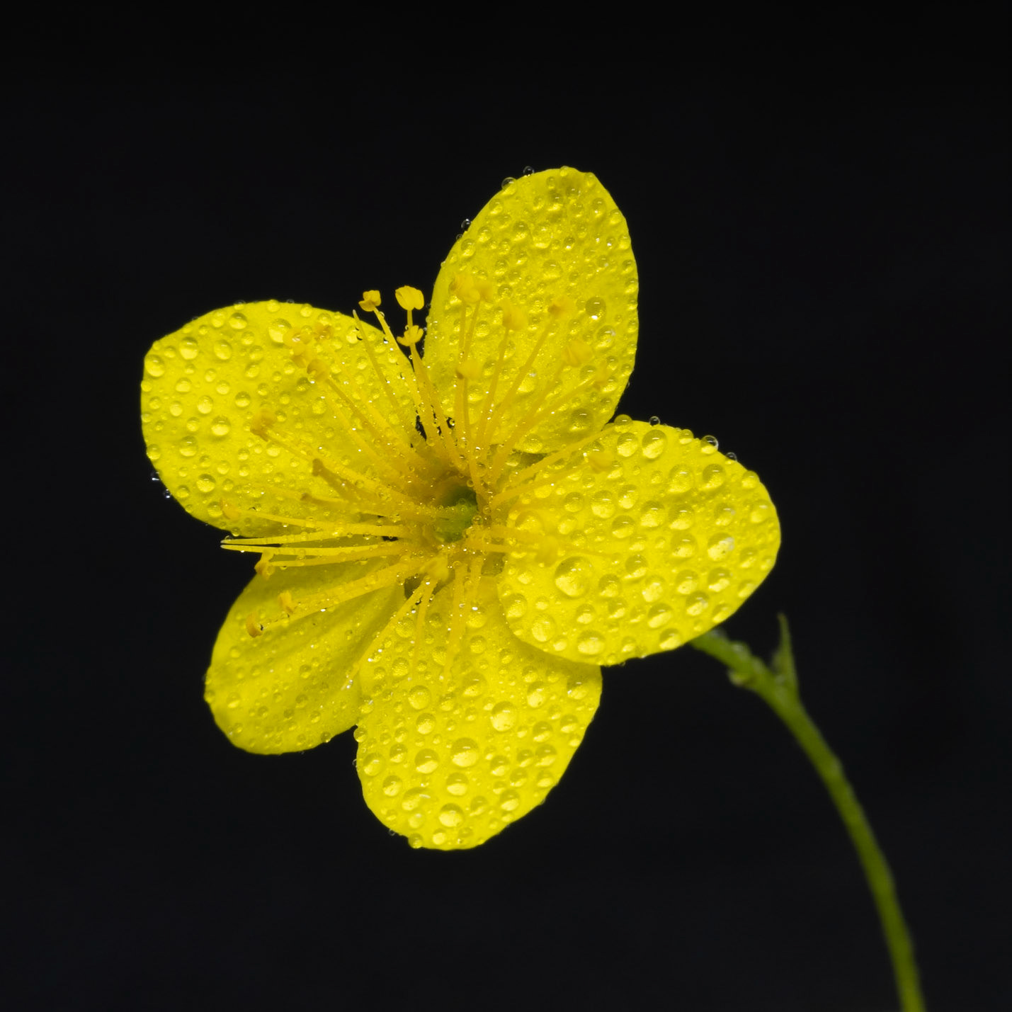 Hypericum Richeri