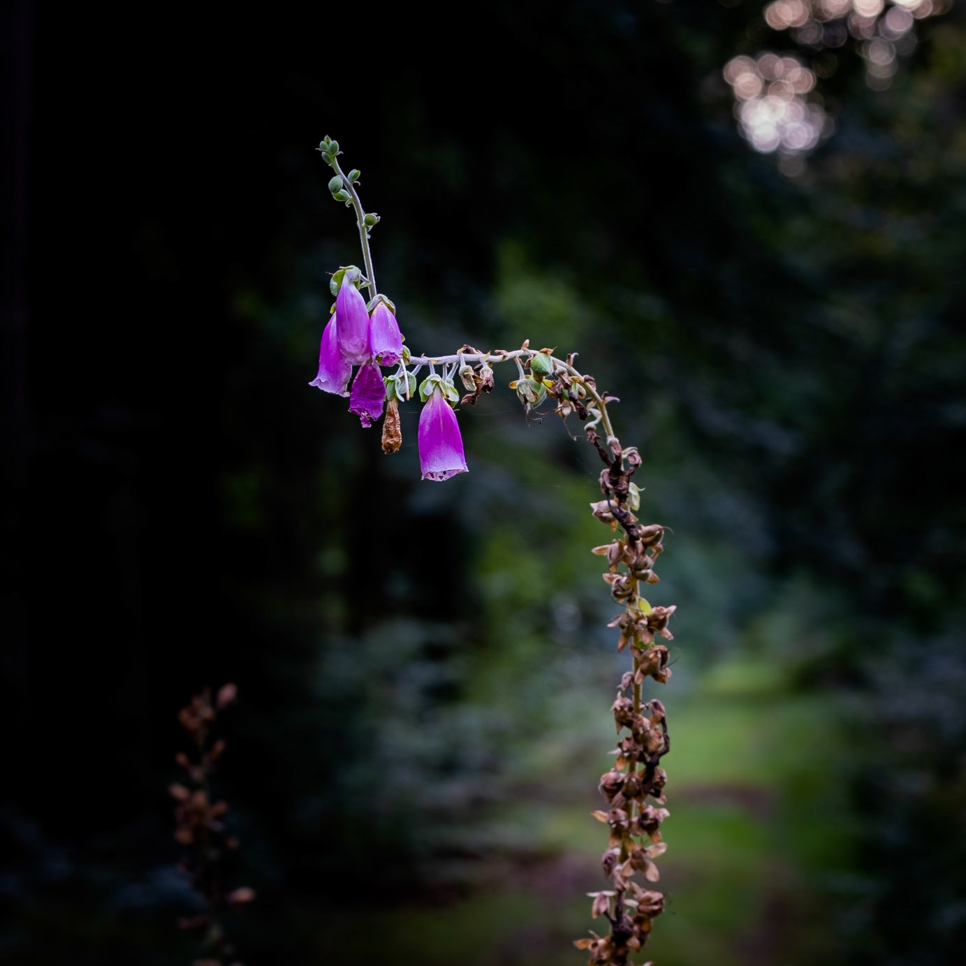 Poisonous - I have been told, but very pretty.