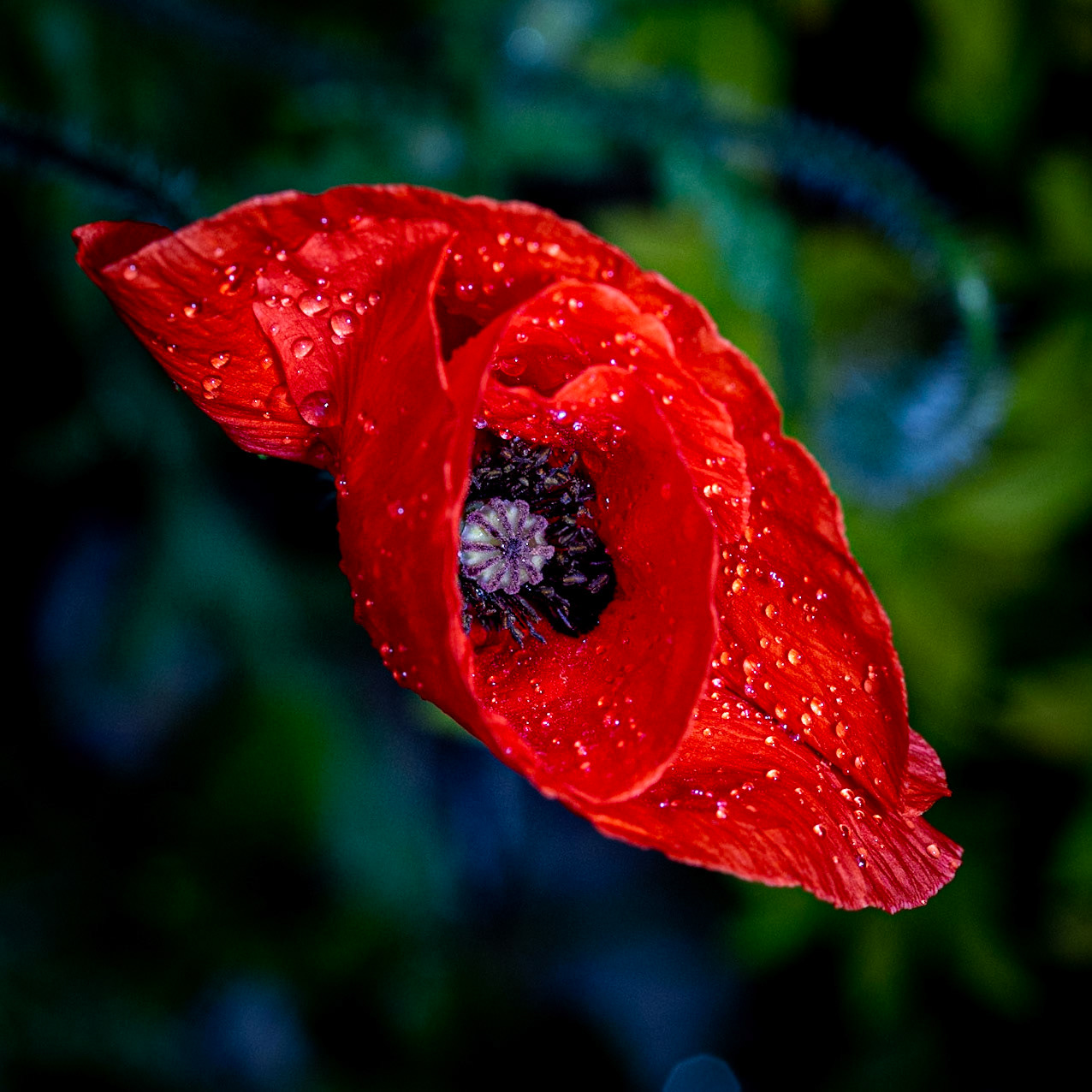 Moist Poppy