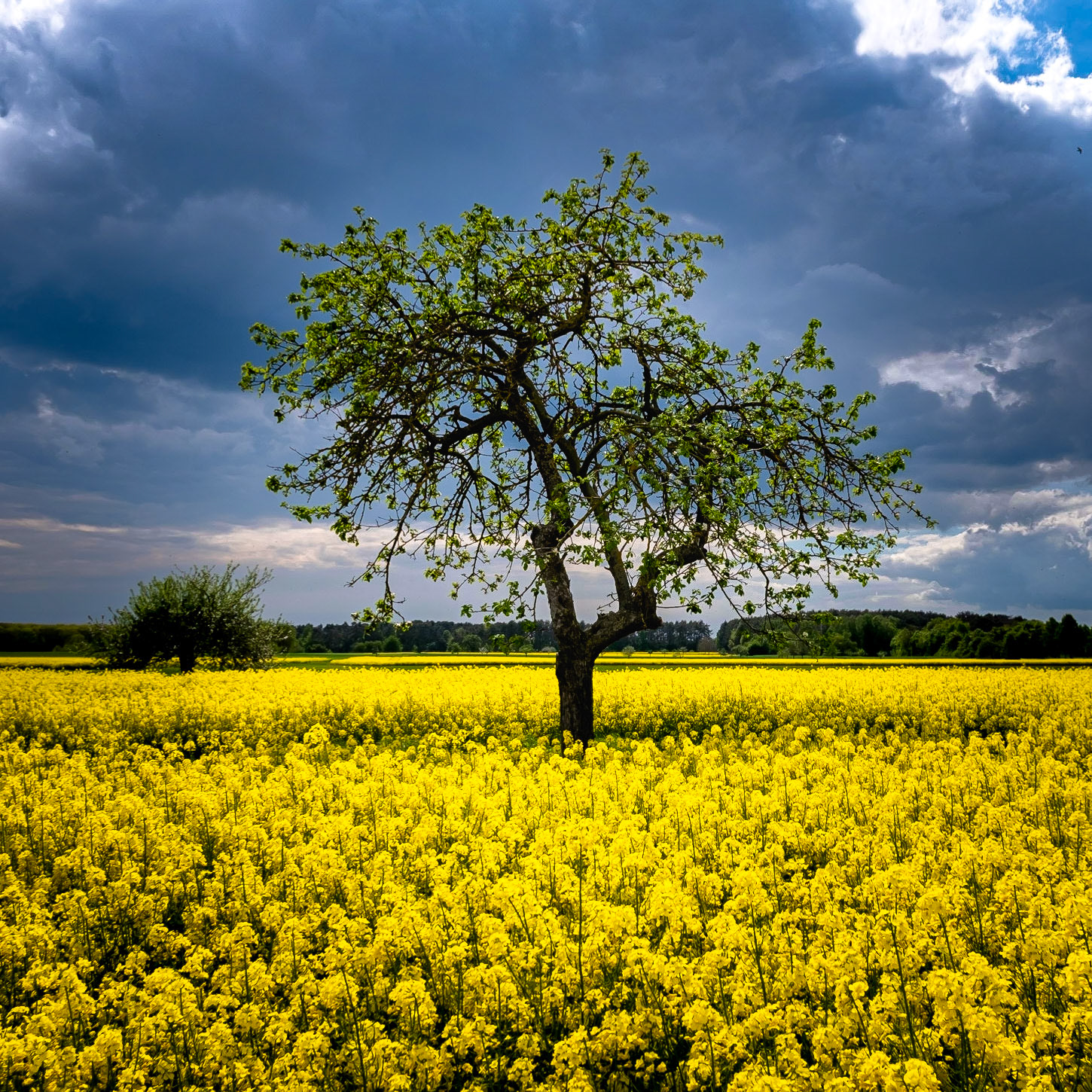 Raps flowes are fantastic, just this bright yellow color when they are hit by the sun.