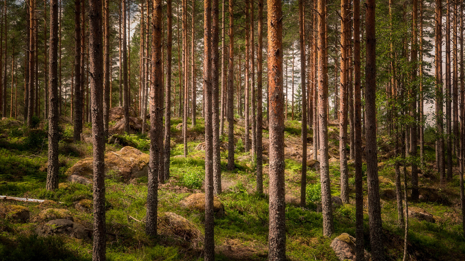 It's all about the light, without light there is no nature photo, when the light is there is about all the rest....