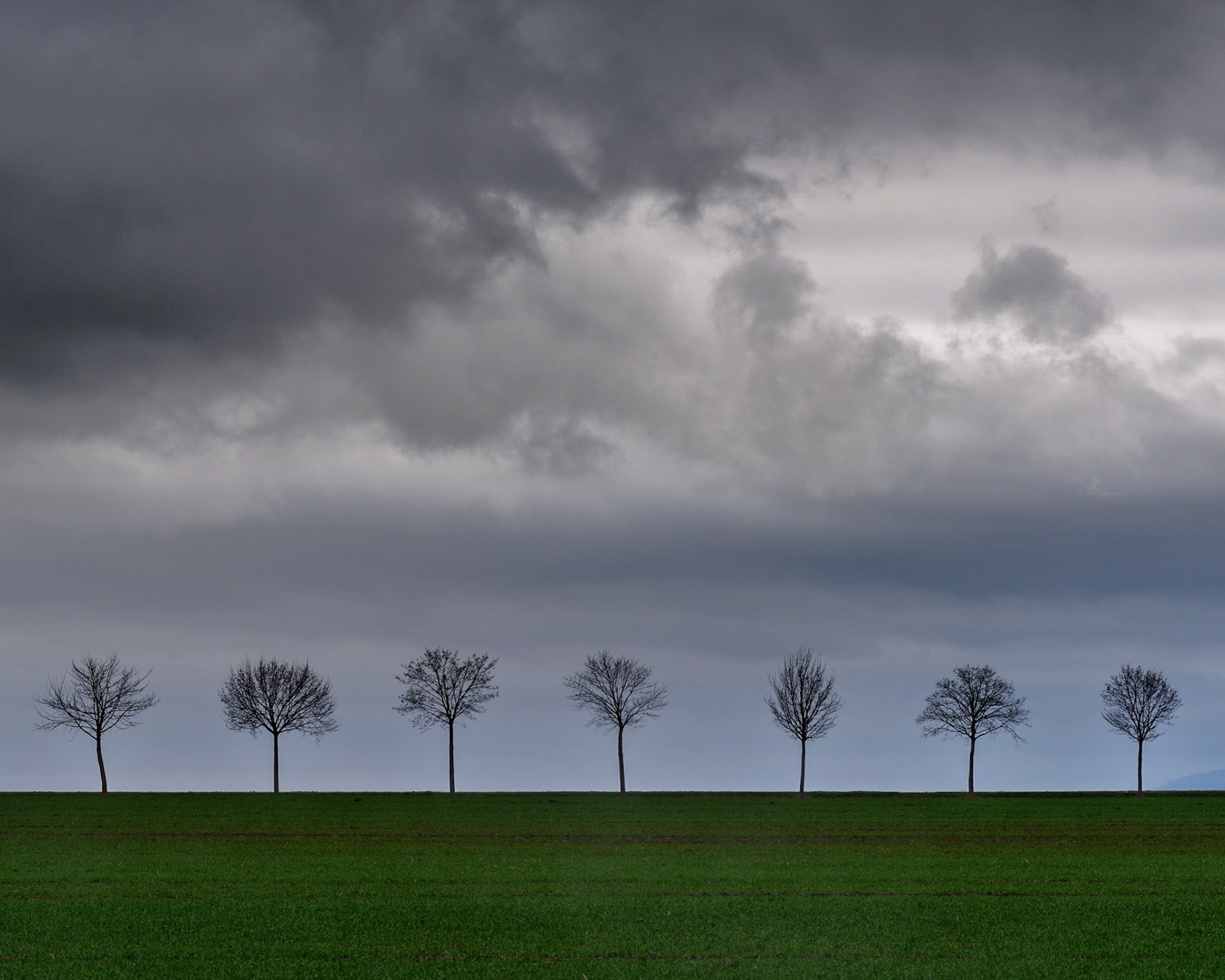 Just a line of trees at the side of the road.
