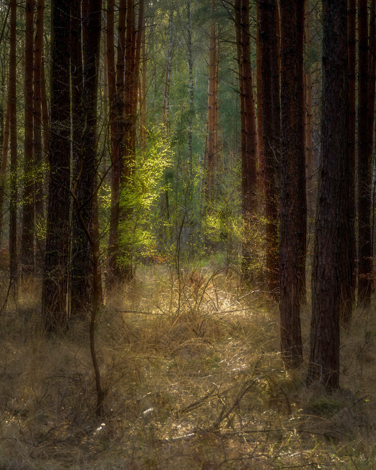 Another forest photo, I hope that I one day will run in a deer which is not too shy.