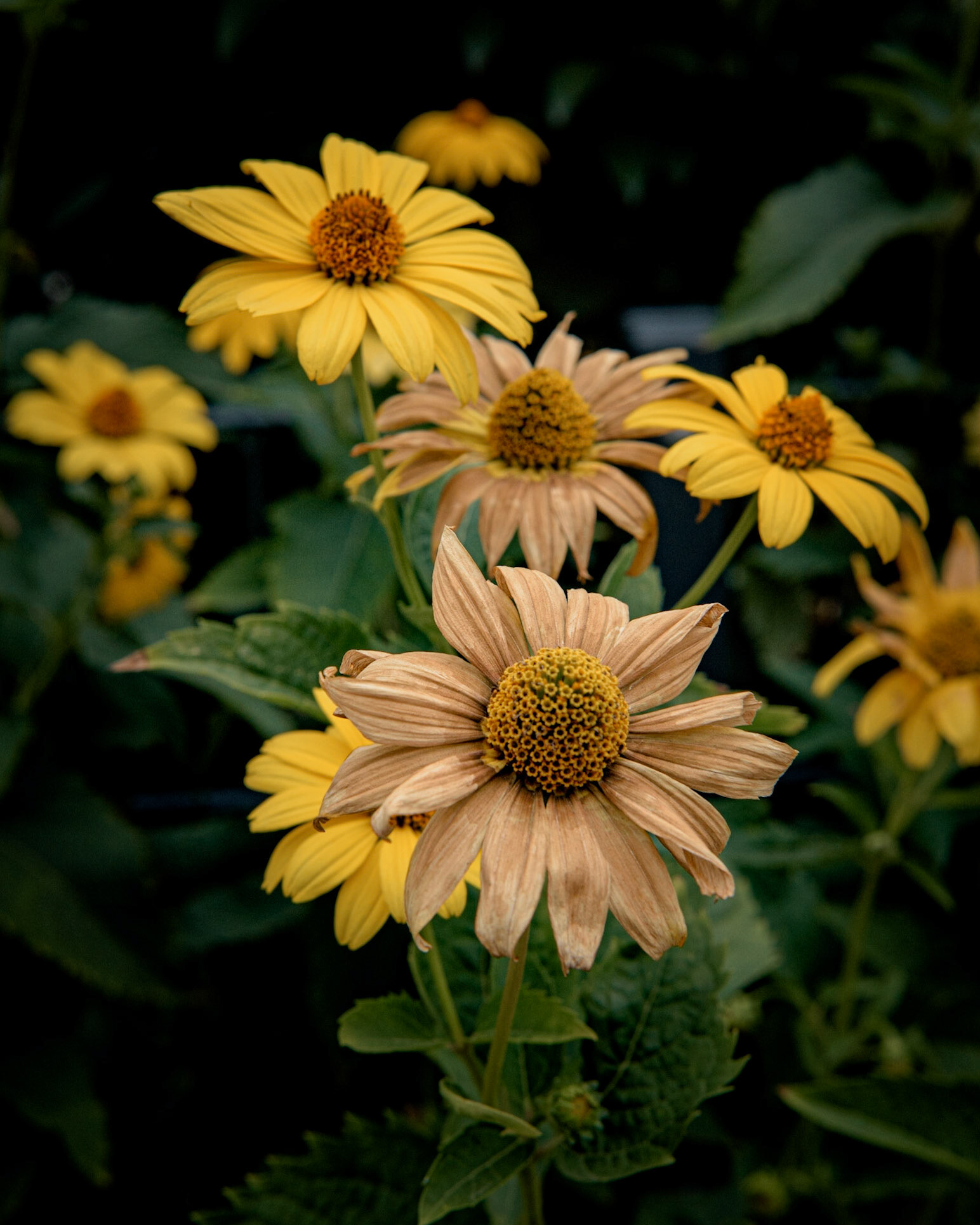 Without enough rain, this is how many gardens starts to look like.