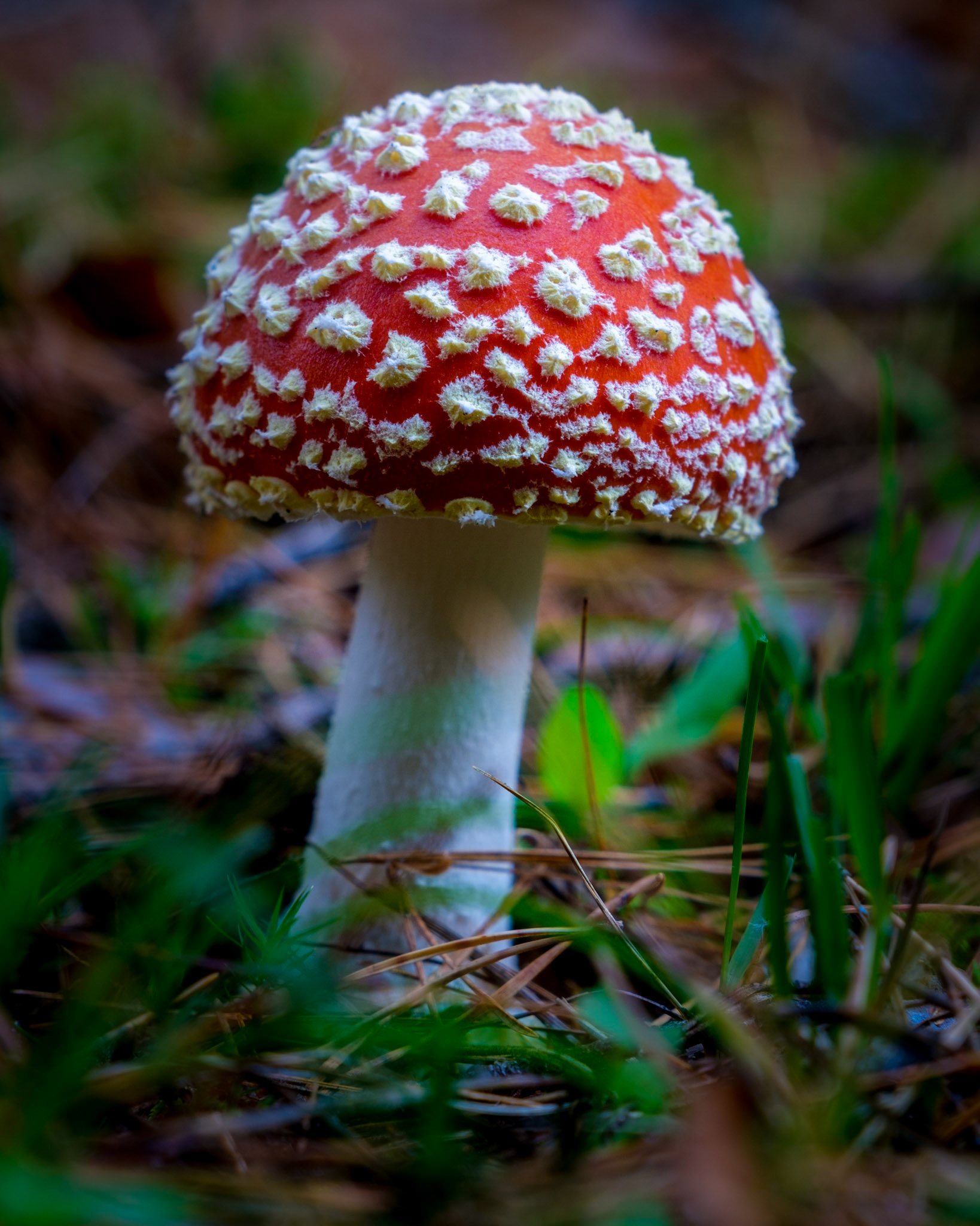 Been looking for this one (or similar) for some time. Today I had luck.