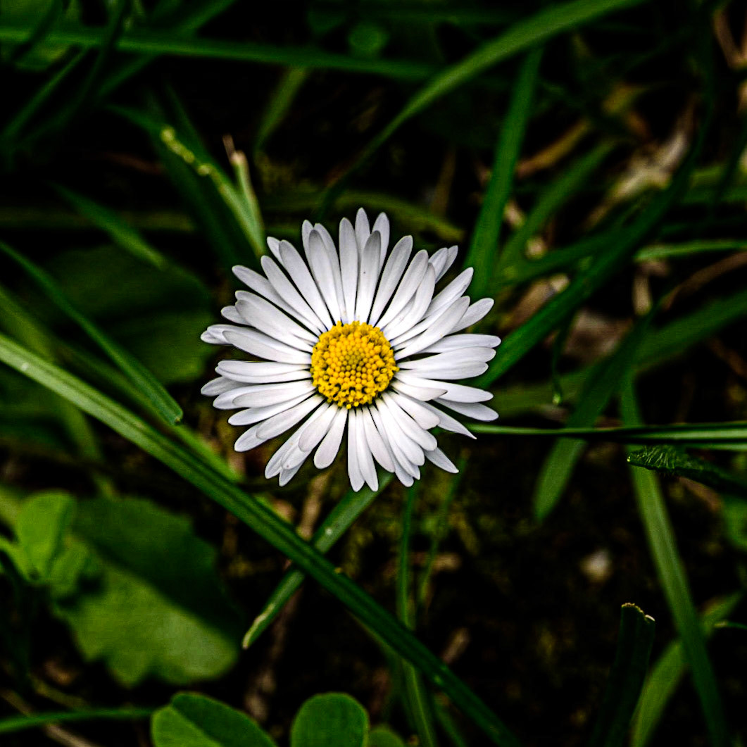 Still, they are among my favorite flower...