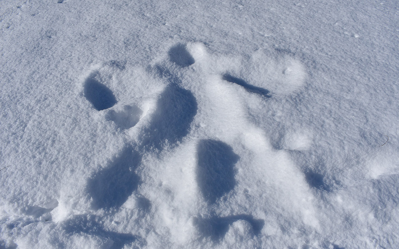 Snow Angel