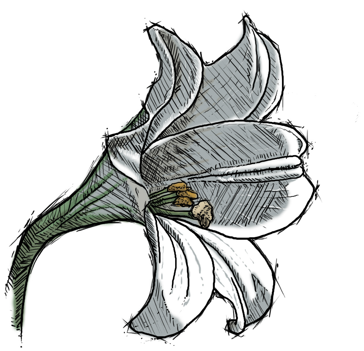 Digital Illustration, 2017.
