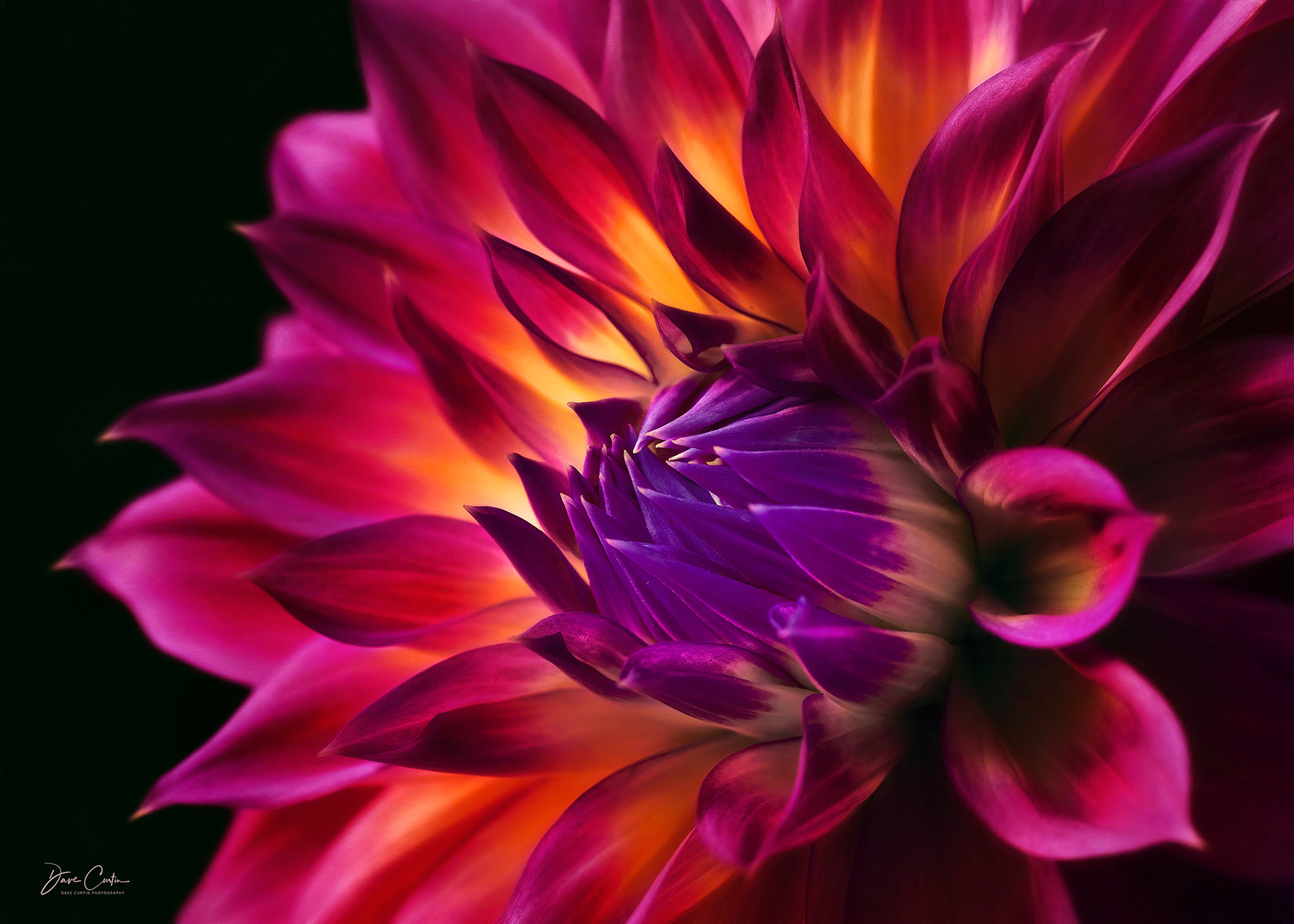 Petals of Fire