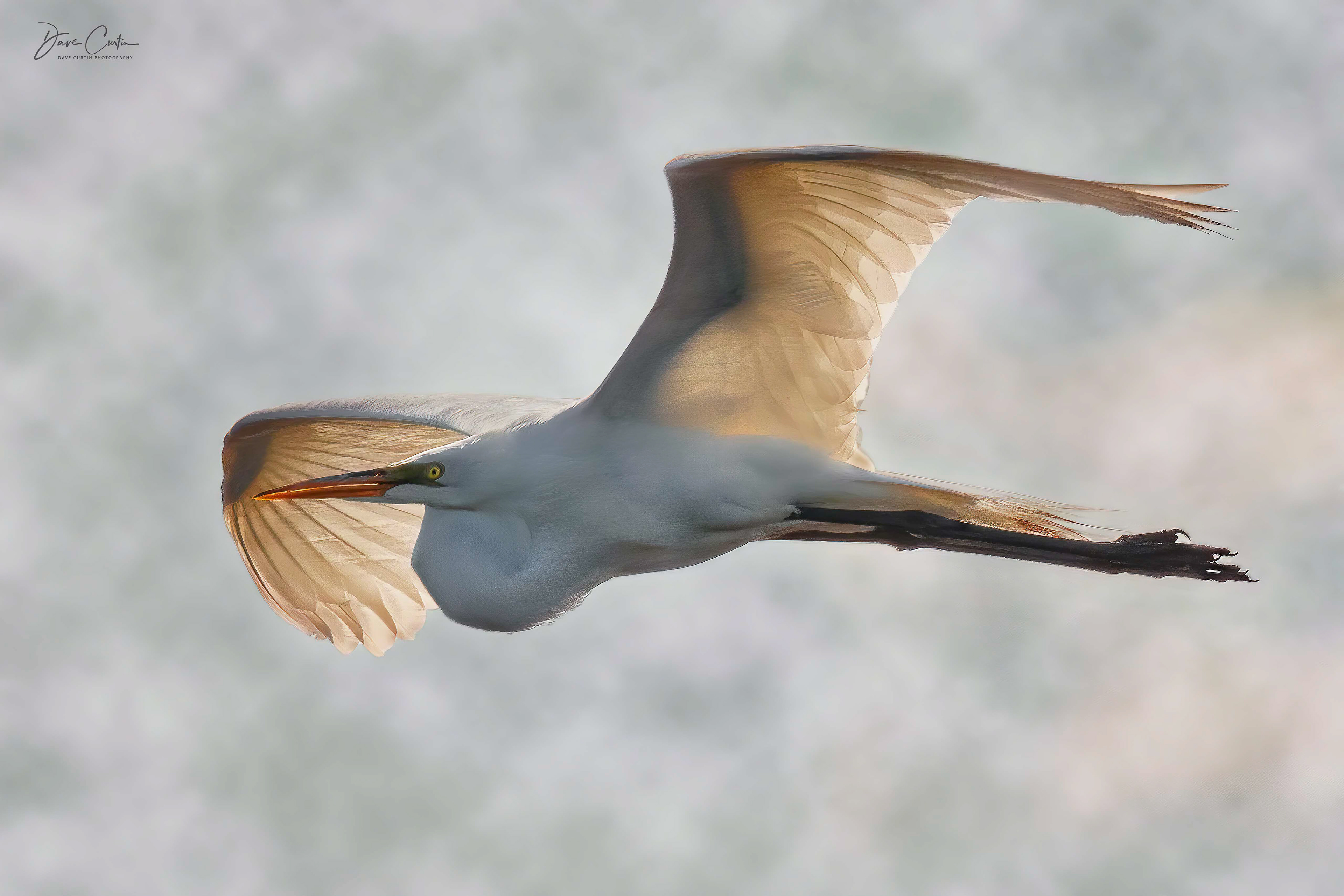 Great Egret
