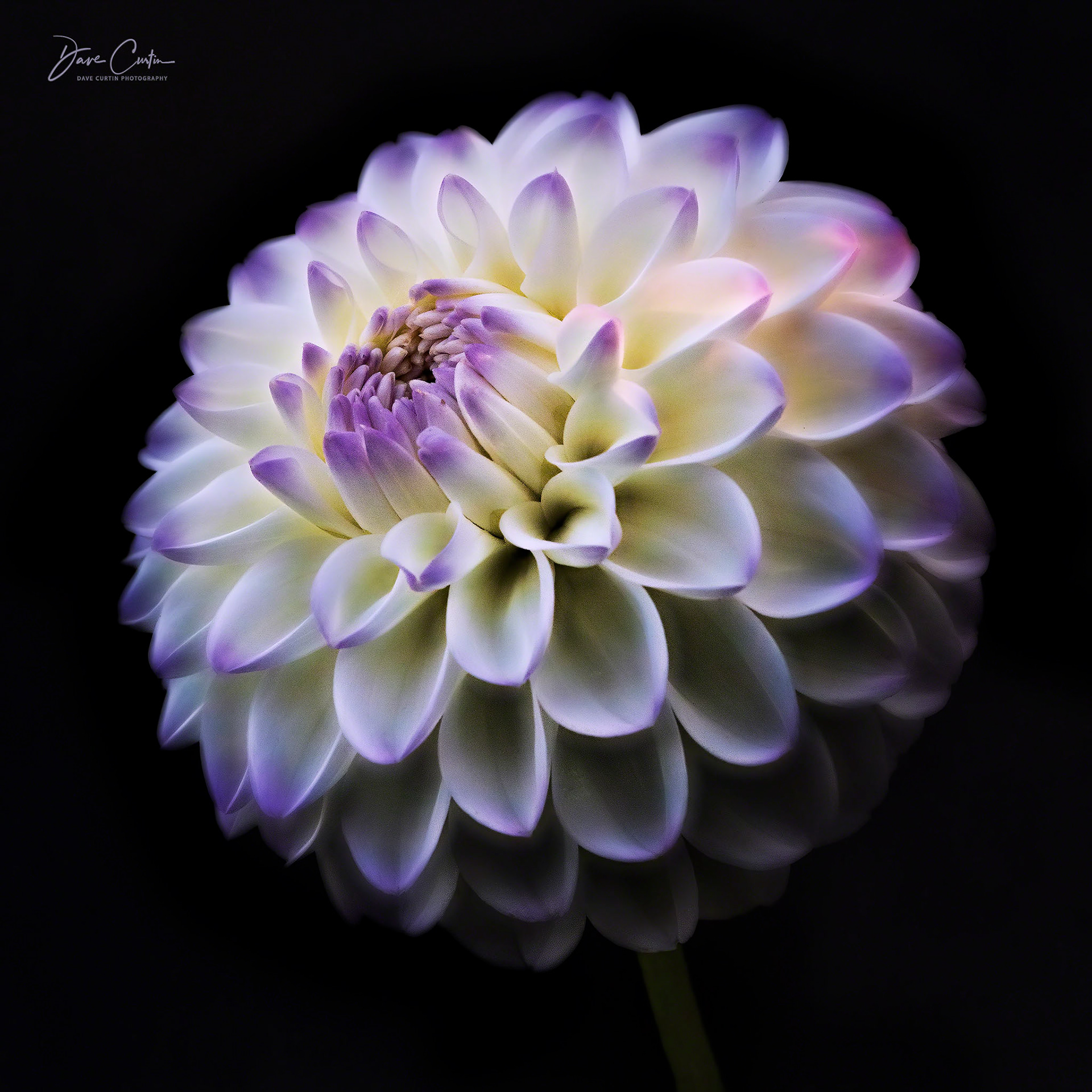 Lavender Bloom