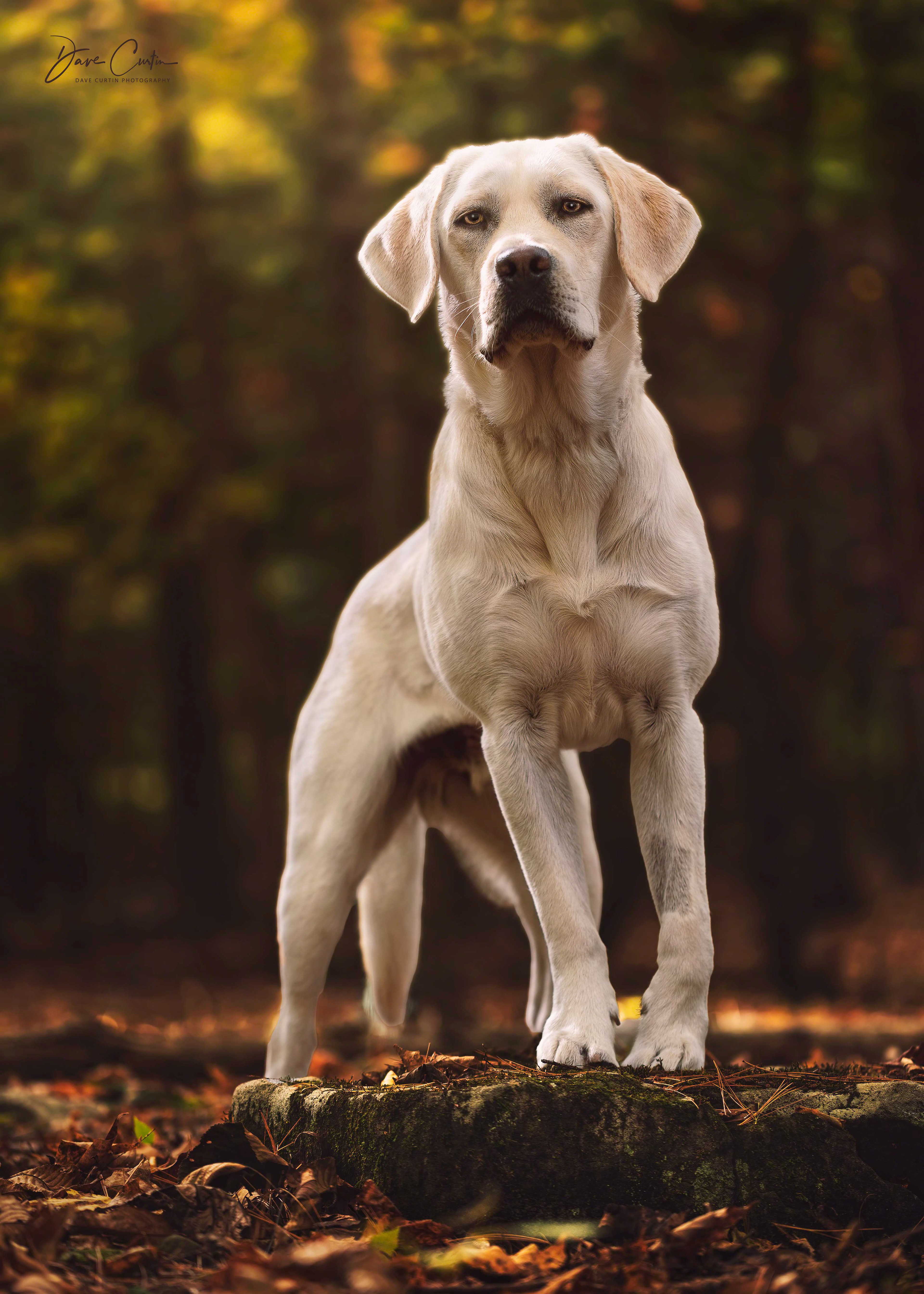 Master of His Domain