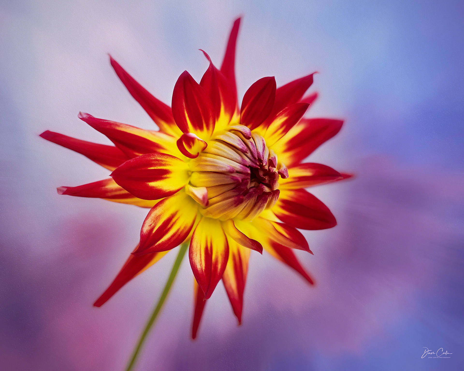 Fiery Dahlia