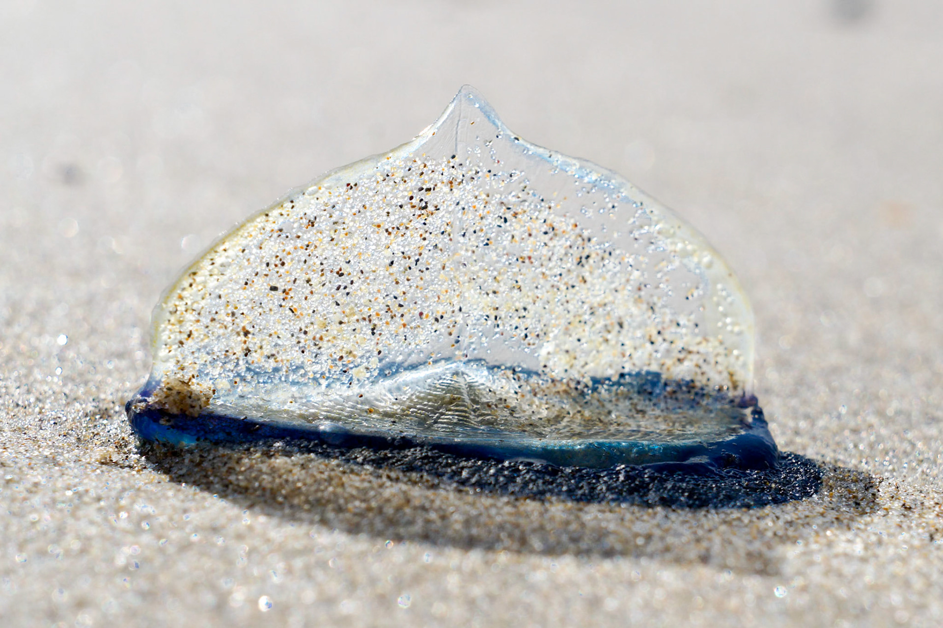 Also called Velella. It is a cosmopolitan genus of free-floating hydrozoans that live on the surface of the open ocean. This one is at Cannon Beach,OR.