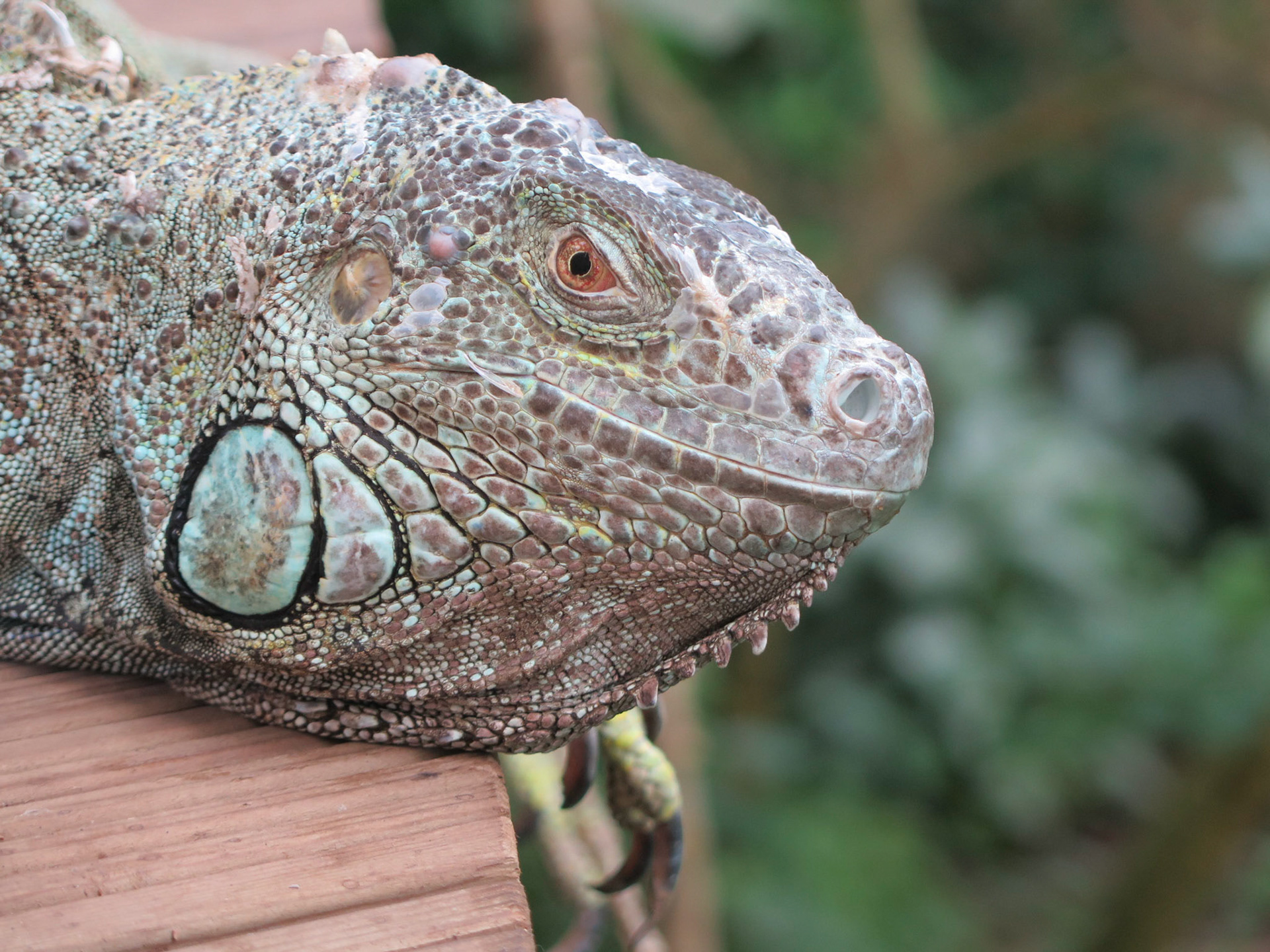 Curiouse and big - the Iguana.