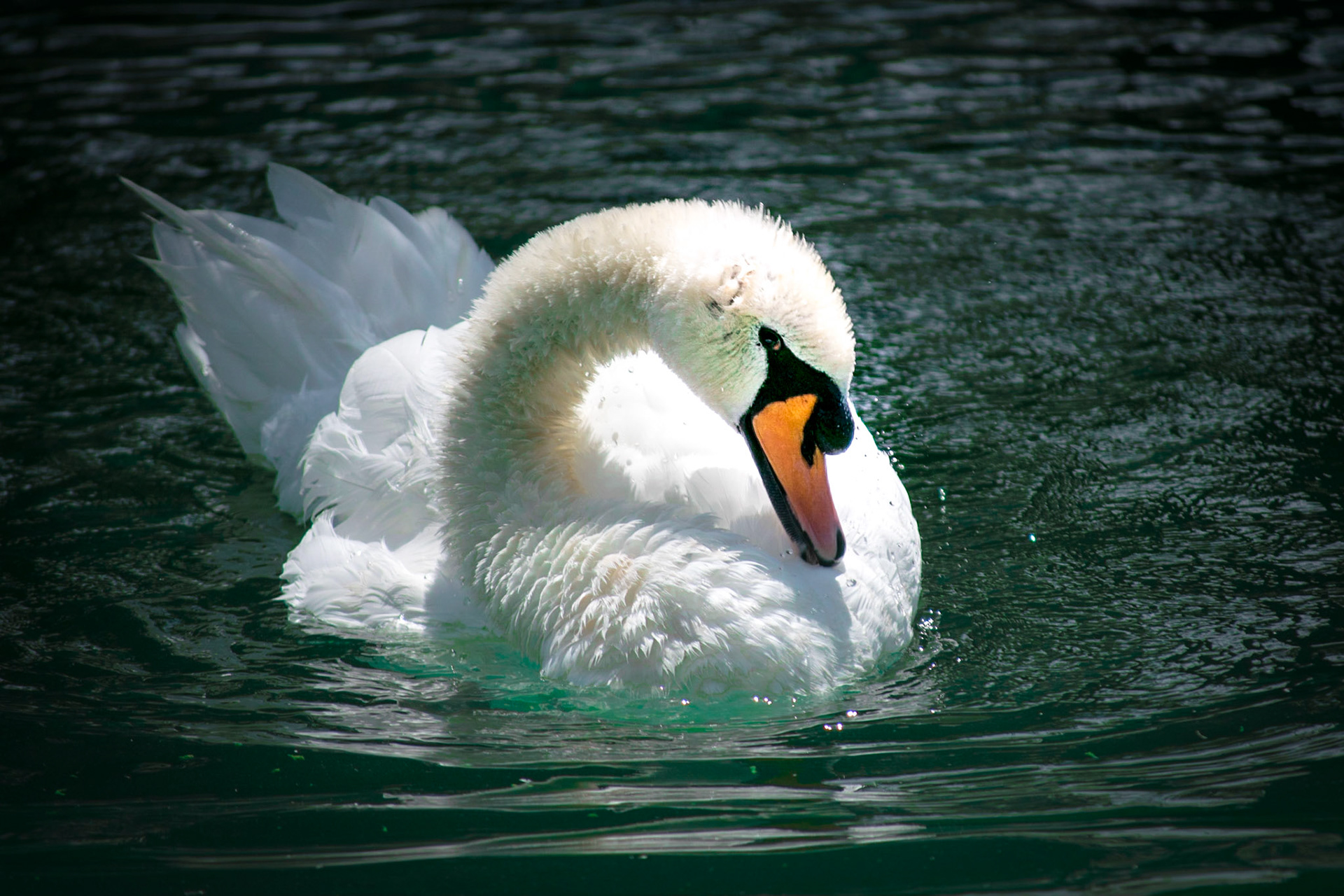 Silently gliding over the lake