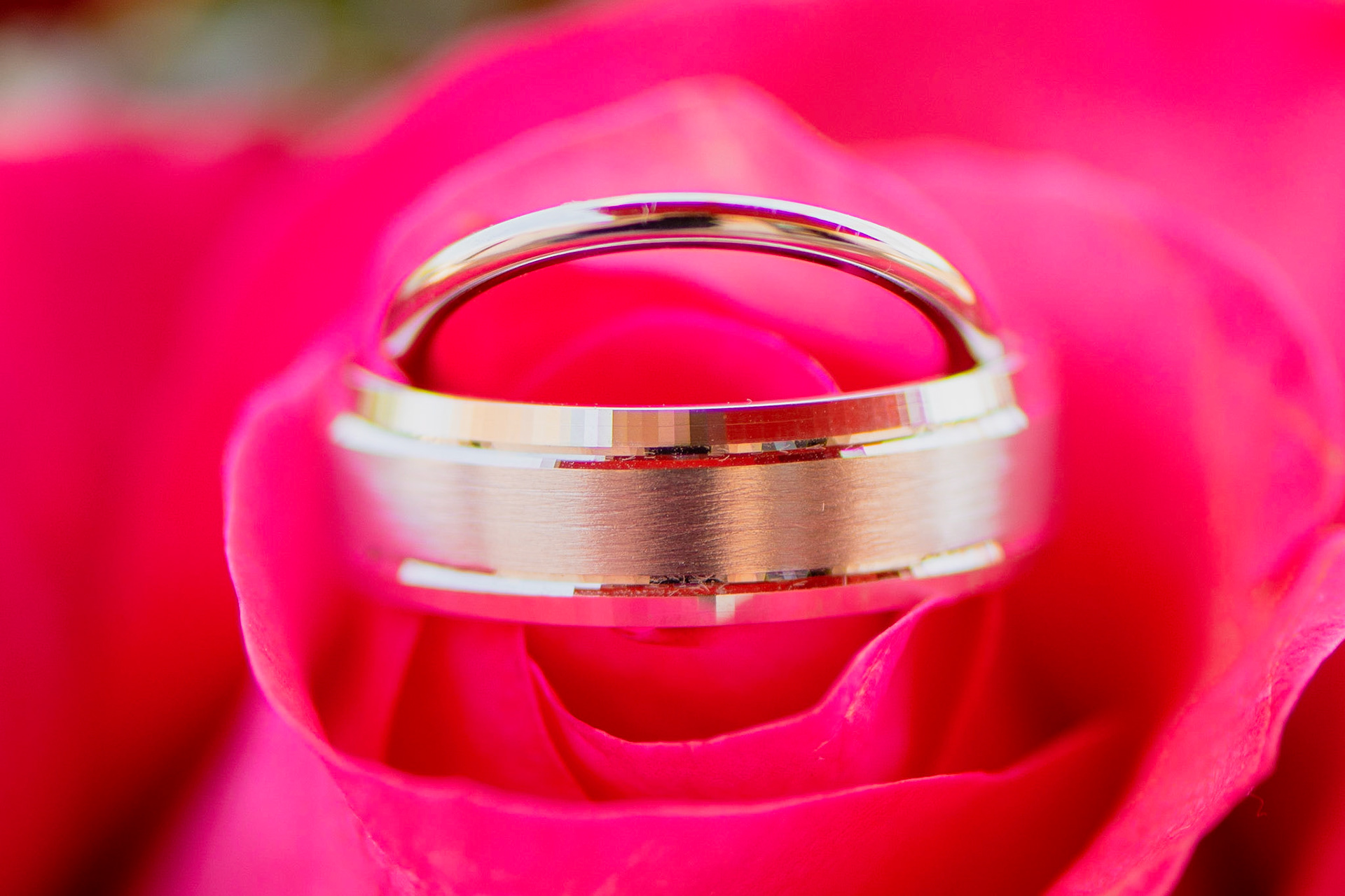 Wedding rings on a rose