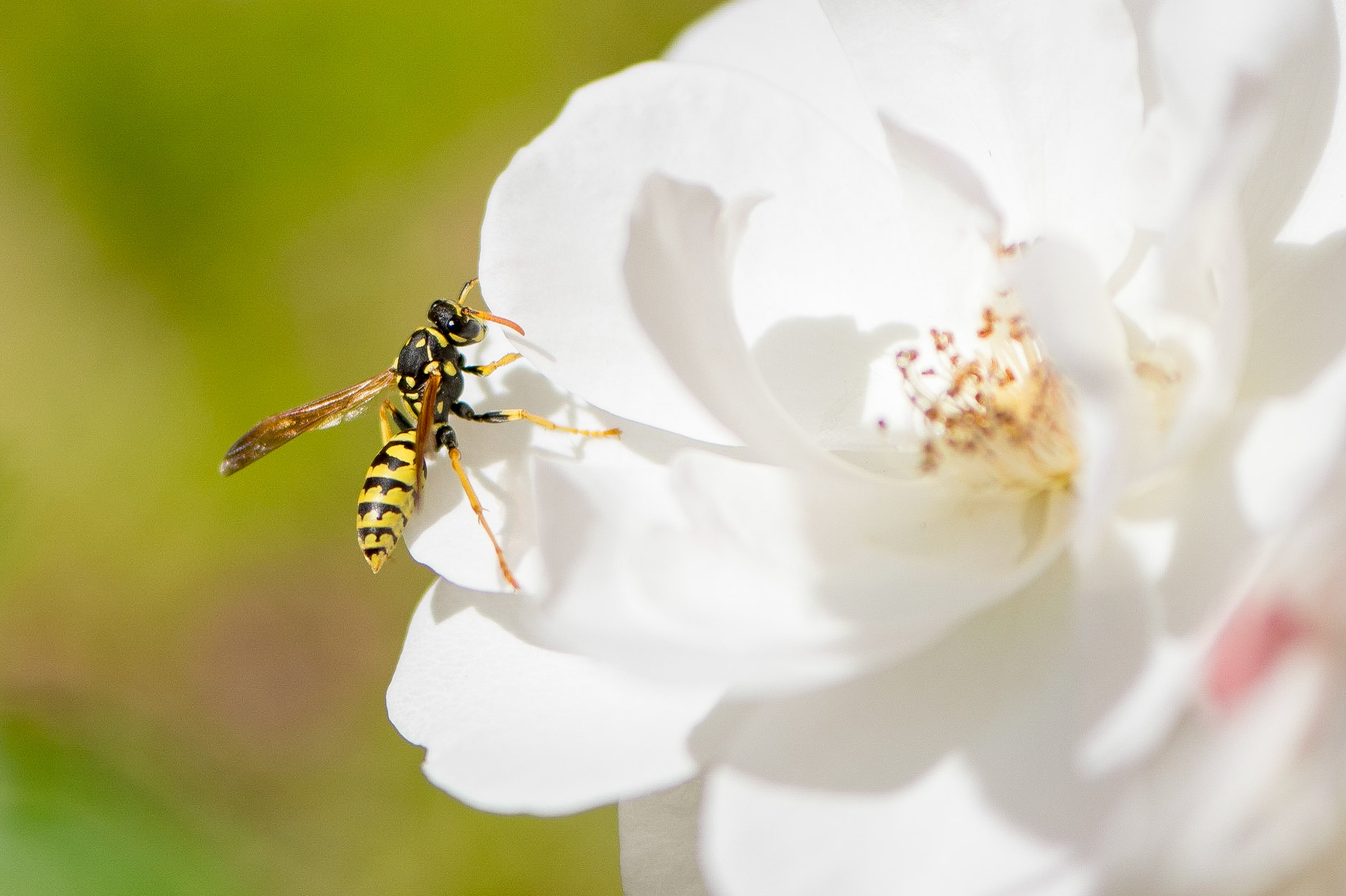 So common and yet so beautiful