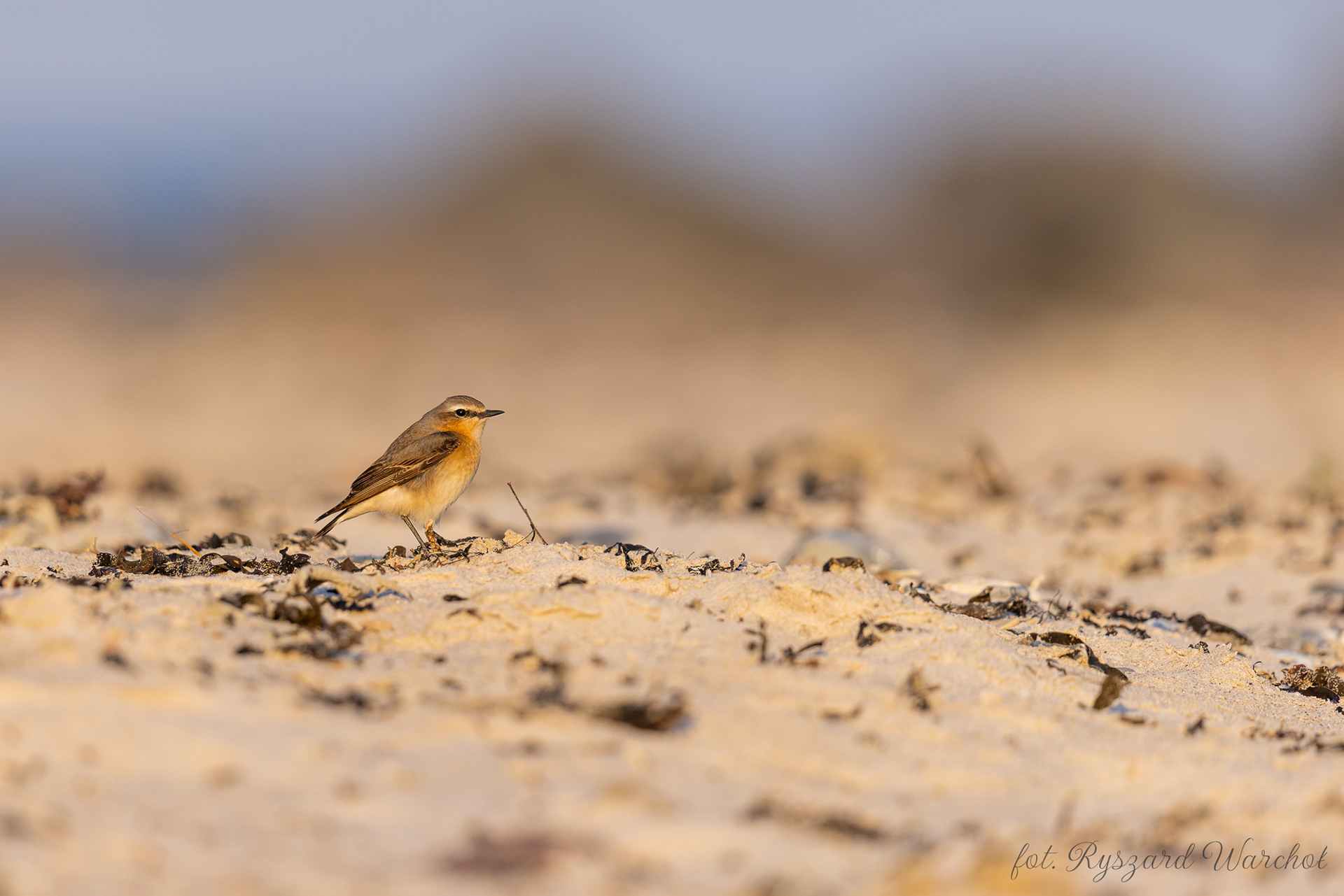 Białorzytka (Oenanthe oenanthe)