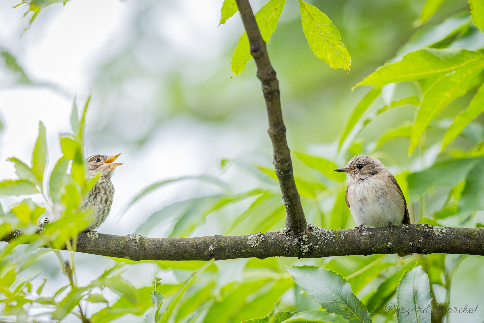 Muchołówka szara (Muscicapa striata)
