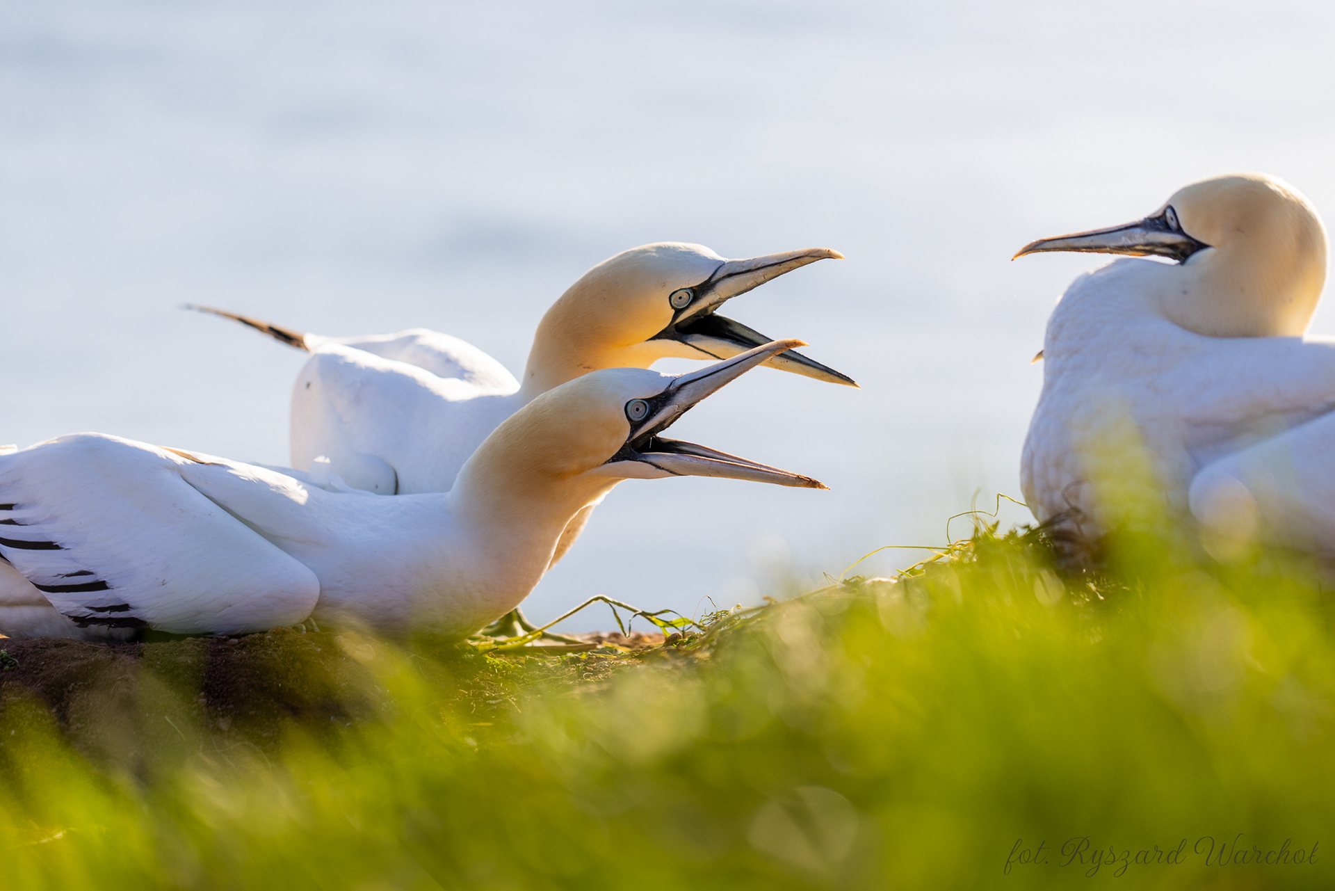 Głuptak (Morus bassanus)