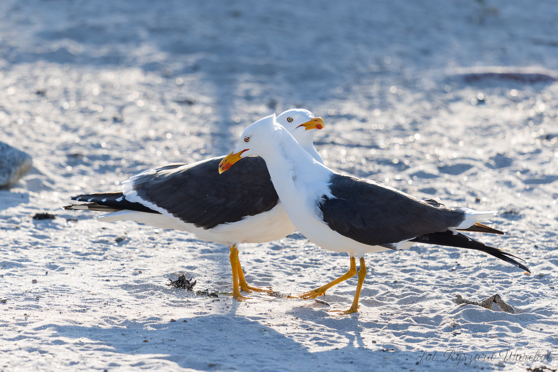 Mewy żółtonogie (Larus fuscus)