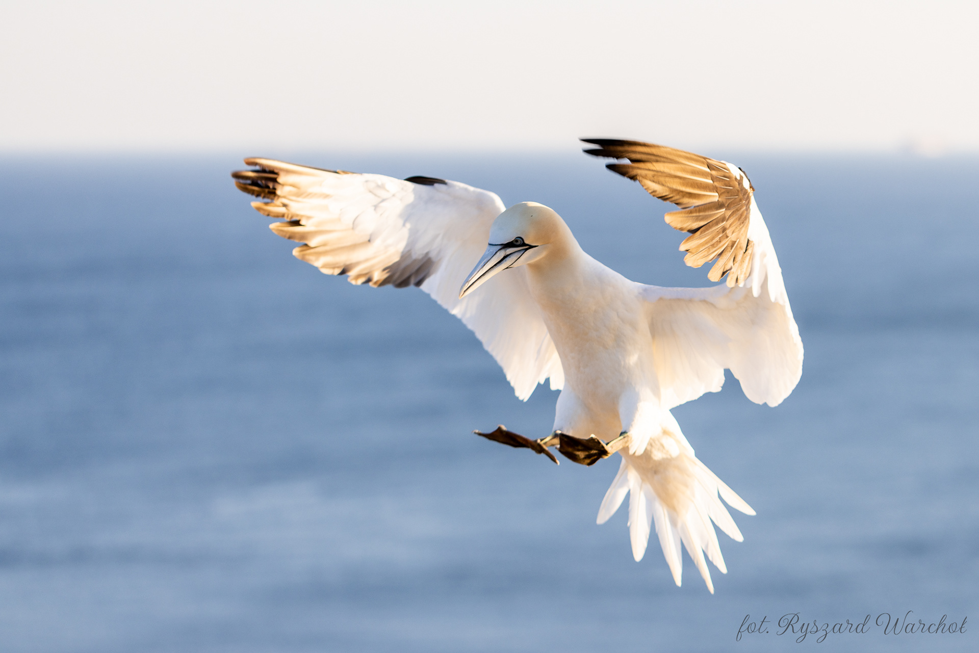 Głuptak (Morus bassanus)