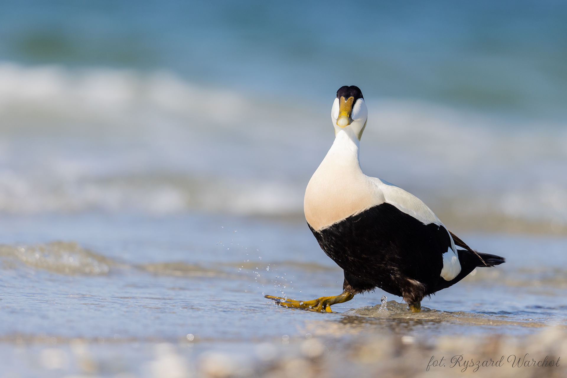 Edredon (Somateria mollissima)