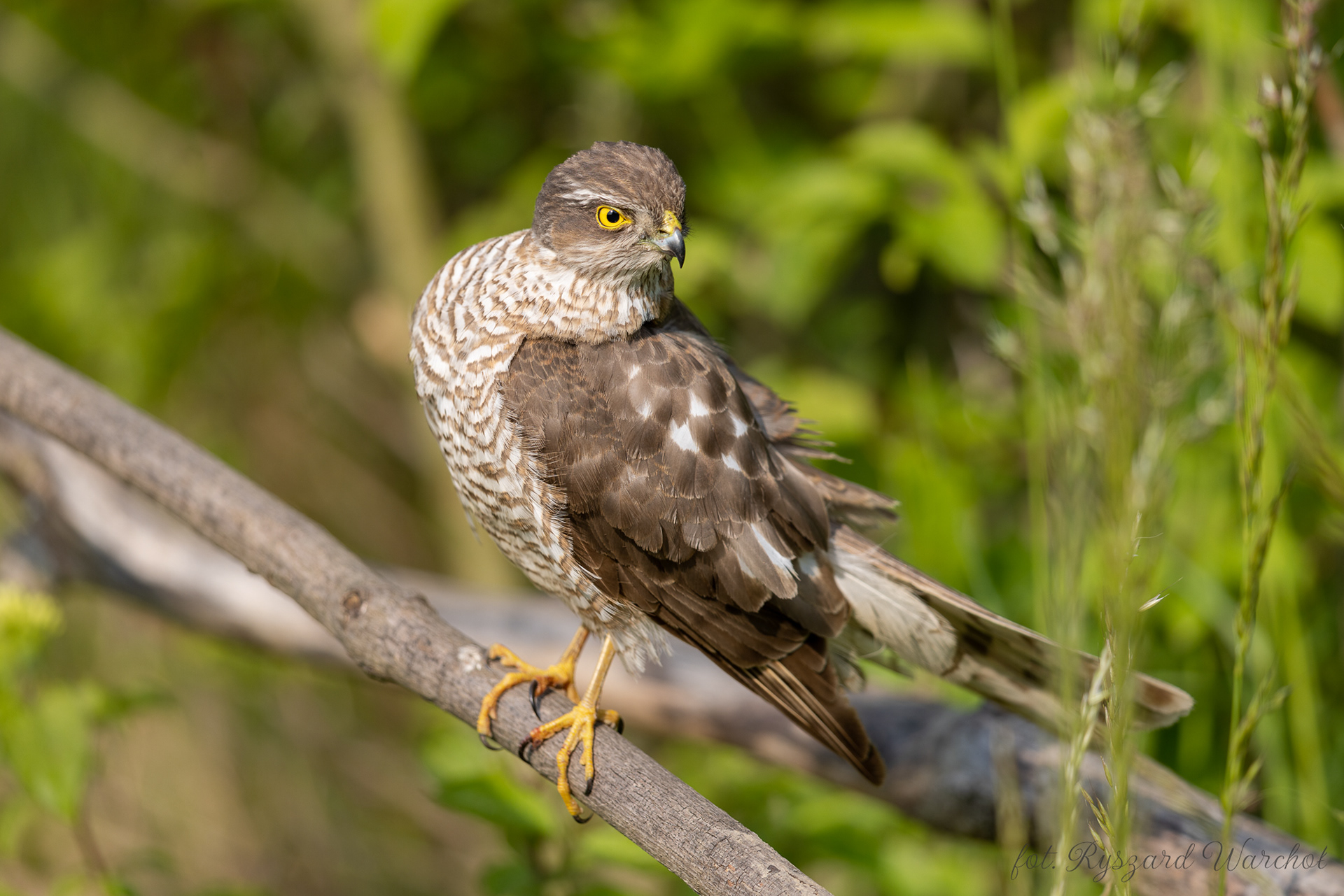 Krogulec (Accipiter nisus)