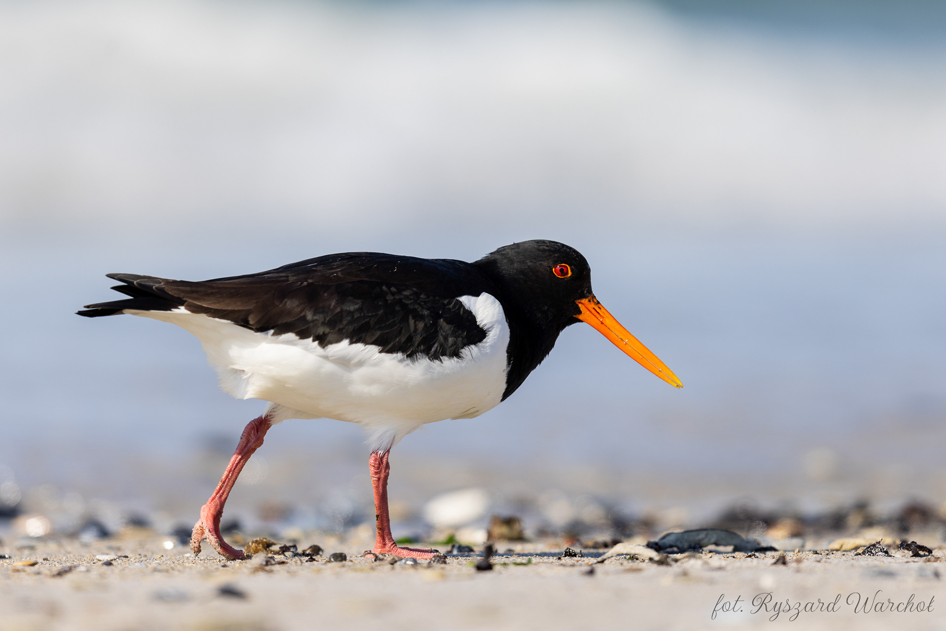 Ostrygojad (Haematopus ostralegus)