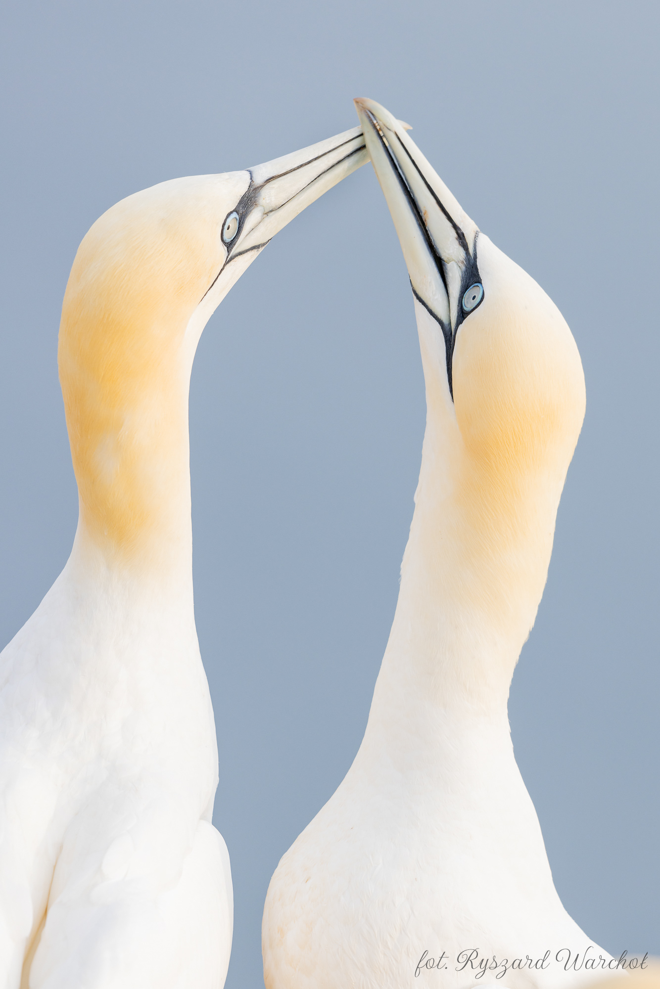 Głuptak (Morus bassanus)