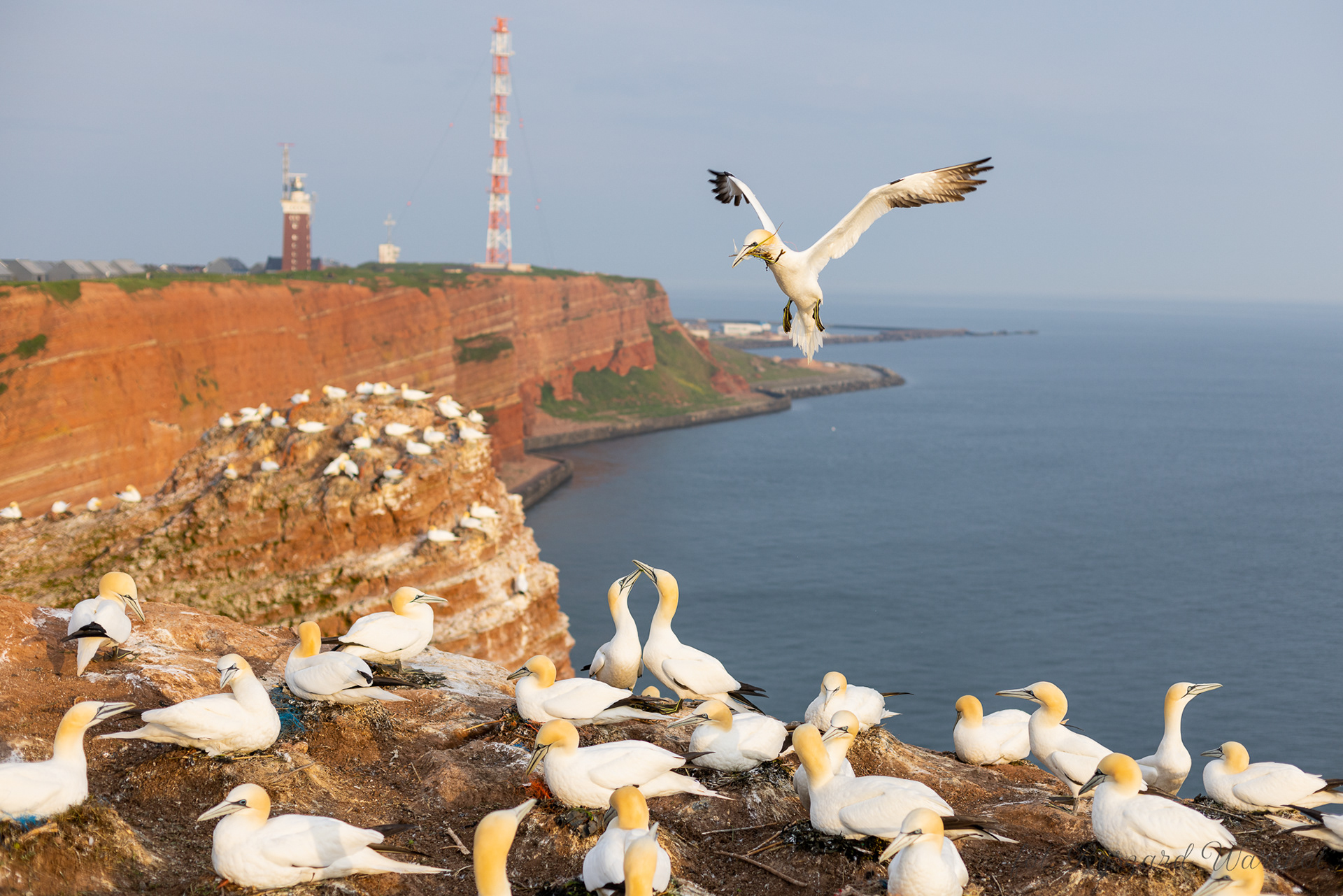 Głuptak (Morus bassanus)