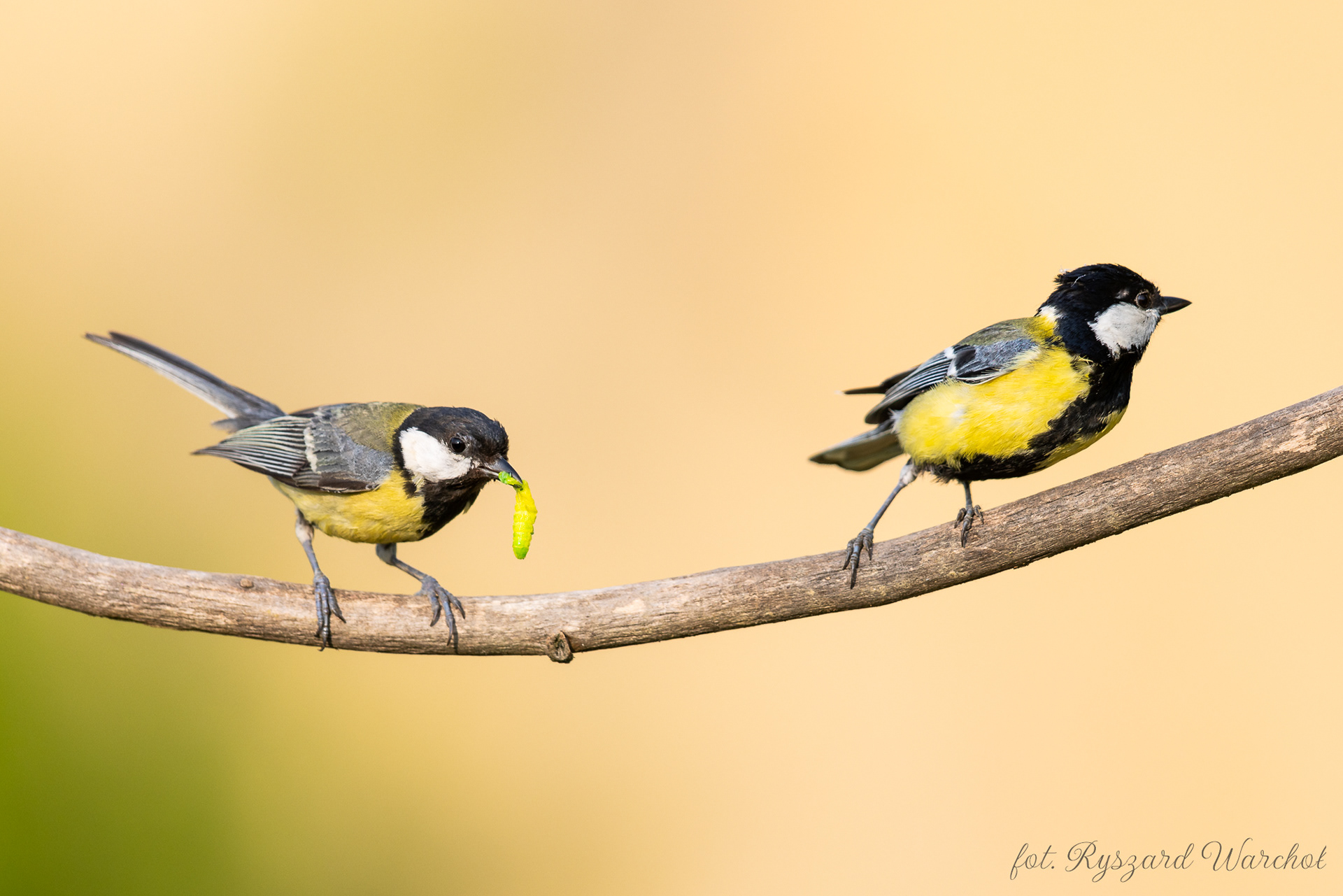 Bogatka (Parus major)