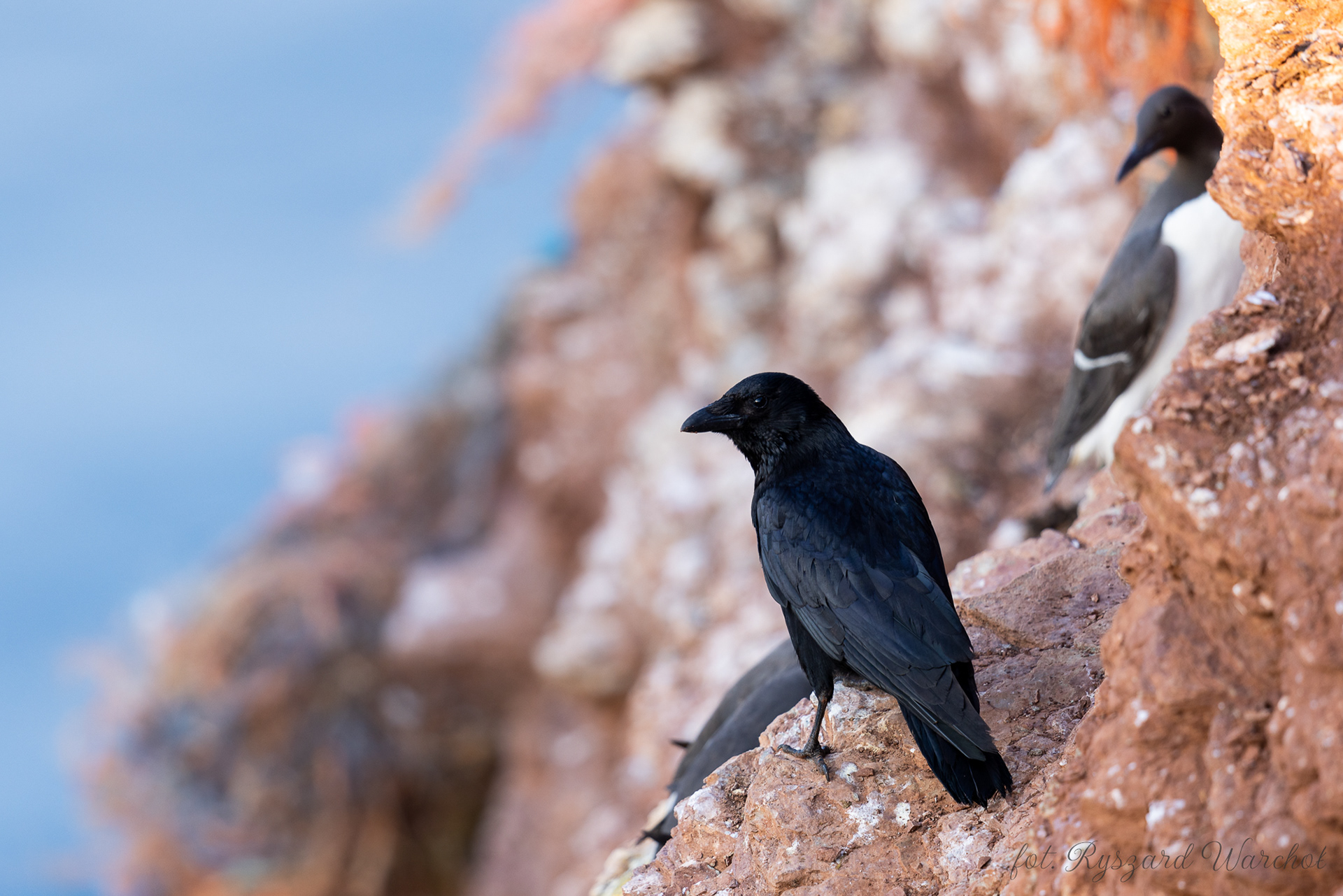 Czarnowron (Corvus corone)