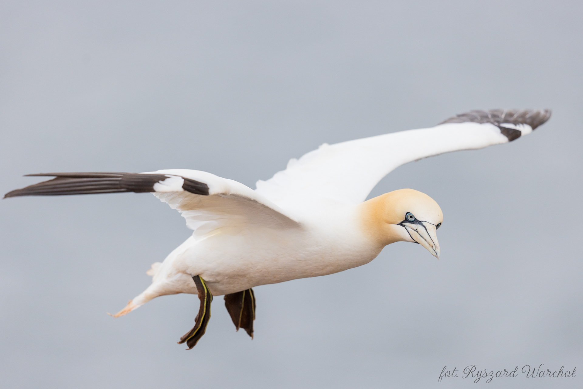 Głuptak (Morus bassanus)