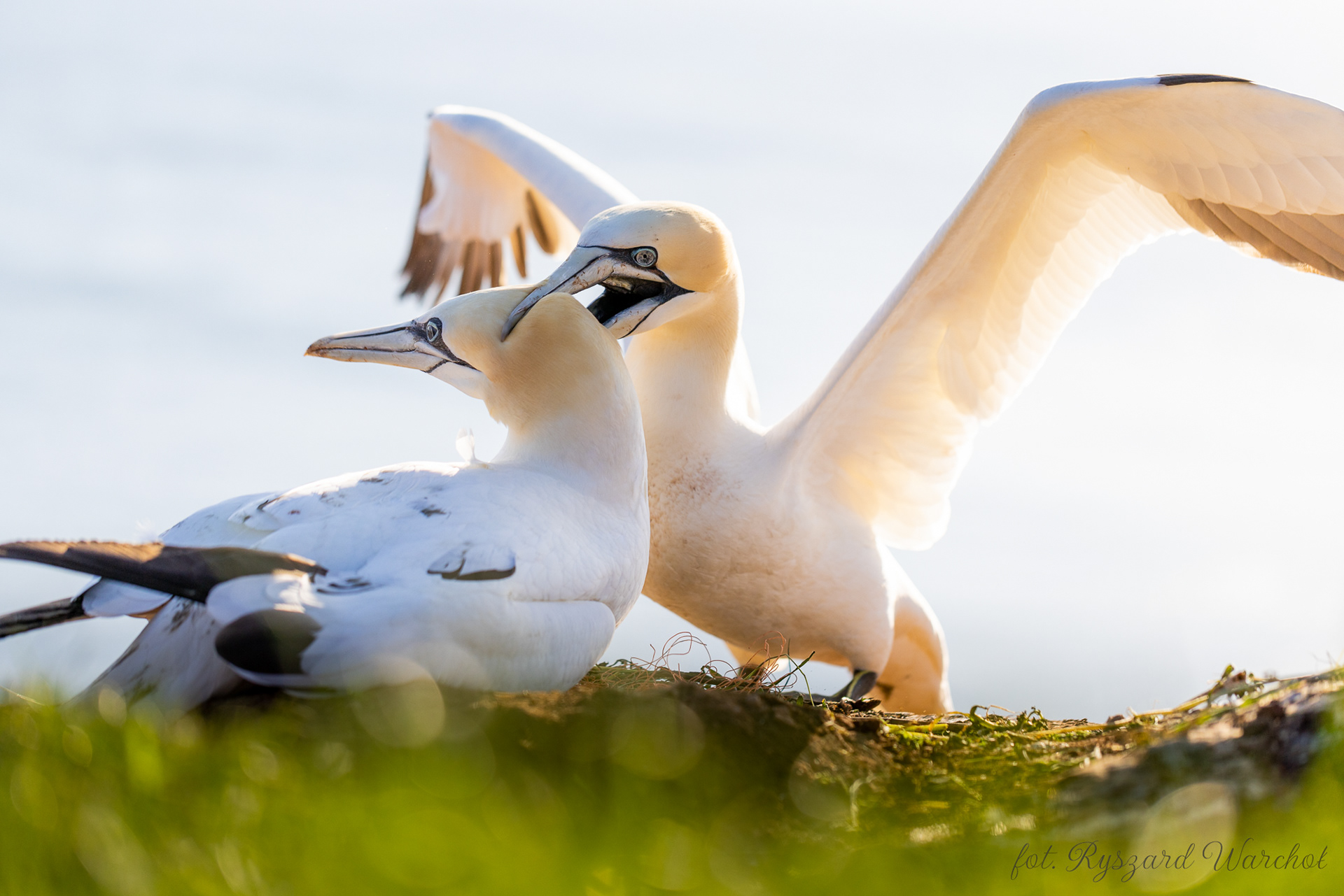 Głuptak (Morus bassanus)