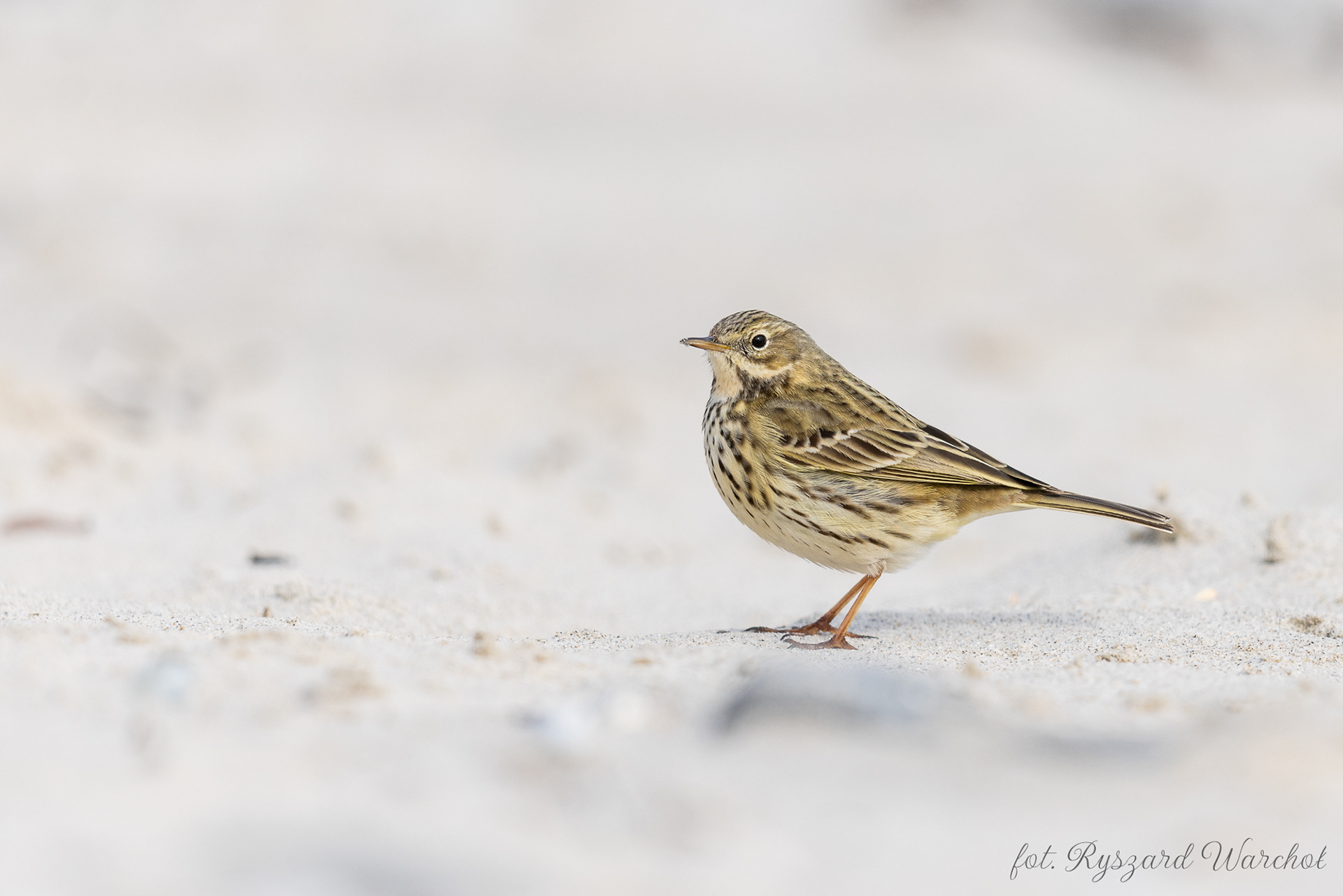 Świergotek łąkowy (Anthus pratensis)