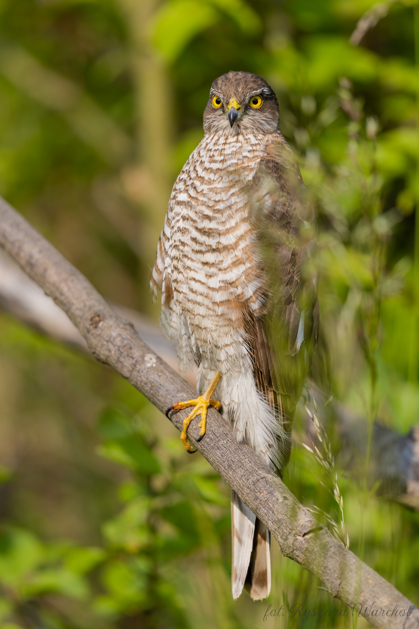 Krogulec (Accipiter nisus)