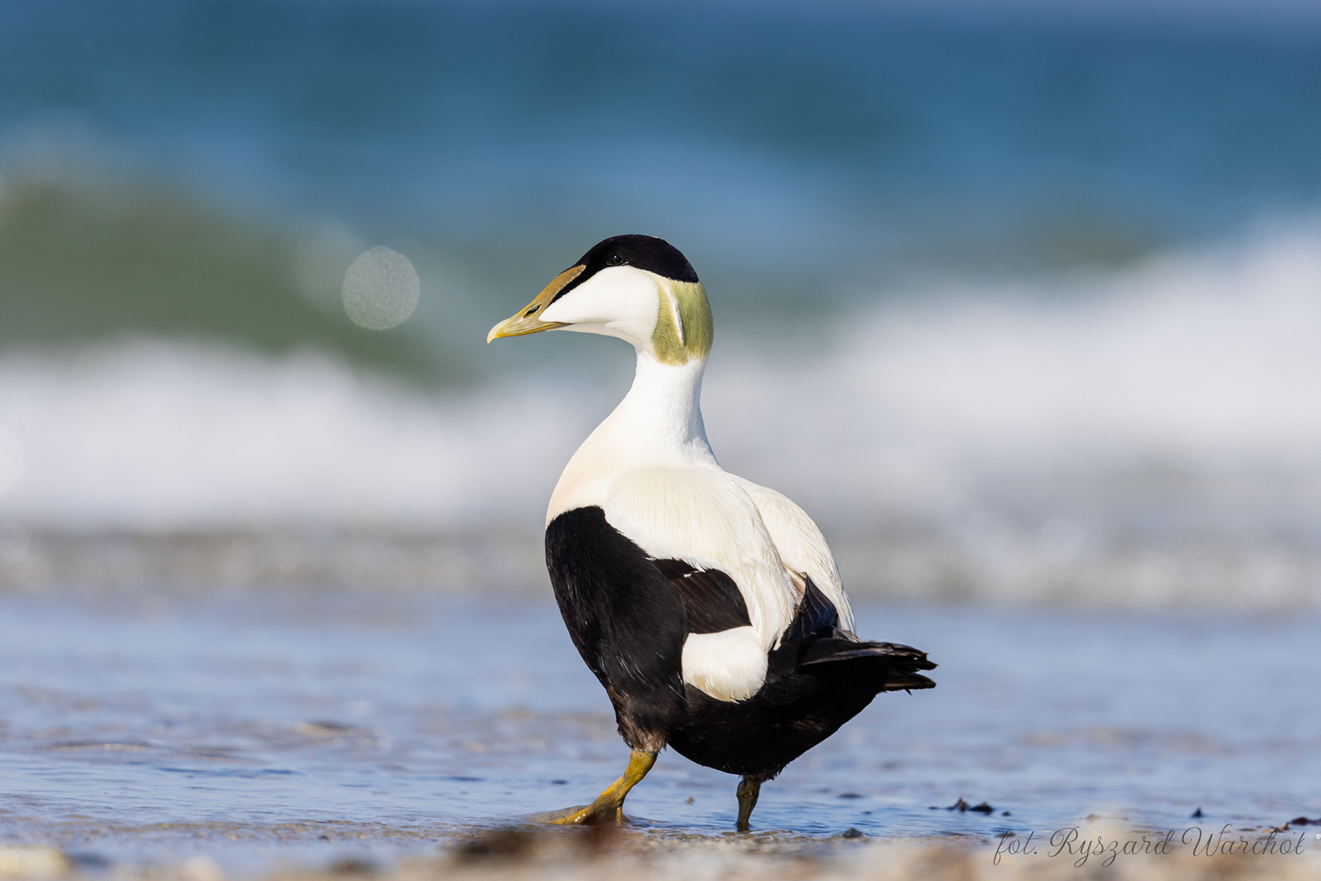 Edredon (Somateria mollissima)