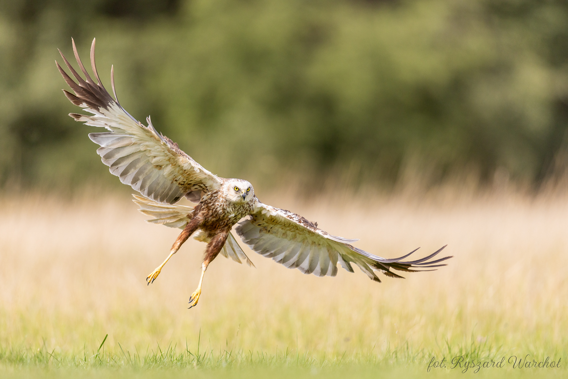 Błotniak stawowy (Circus aeruginosus)