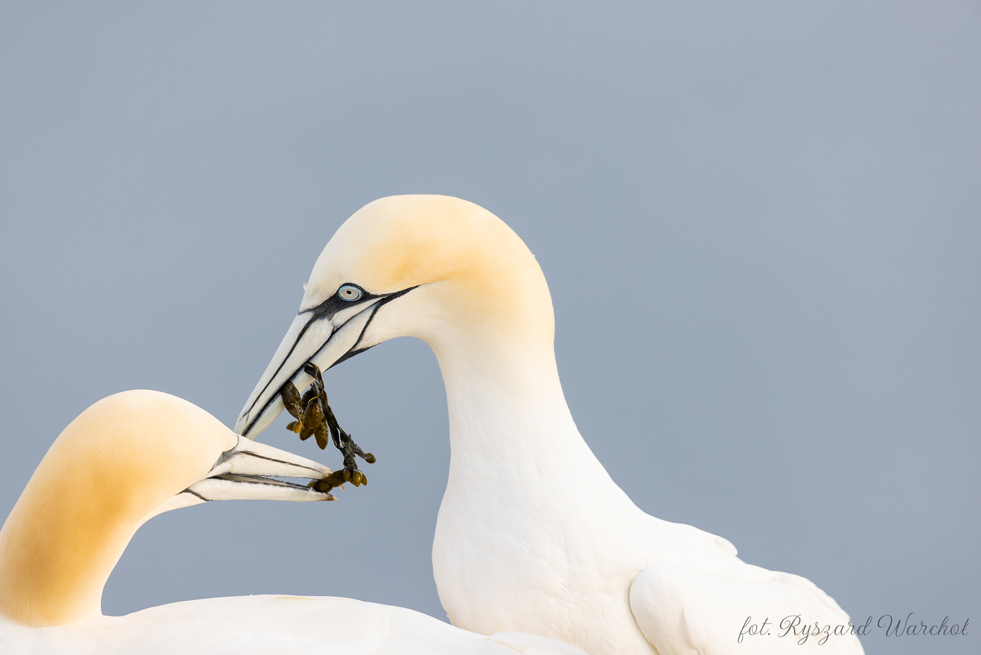 Głuptak (Morus bassanus)