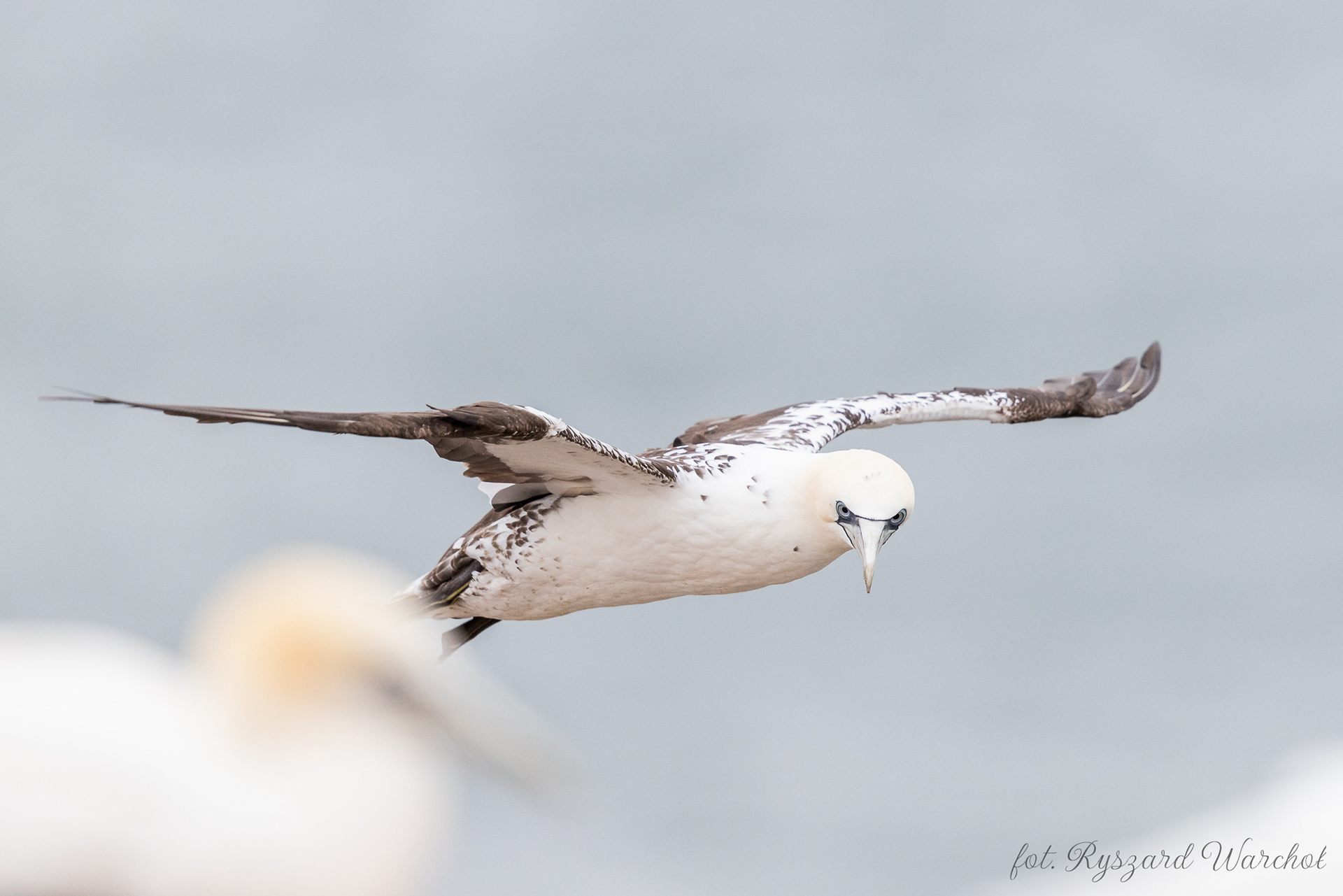 Głuptak (Morus bassanus)